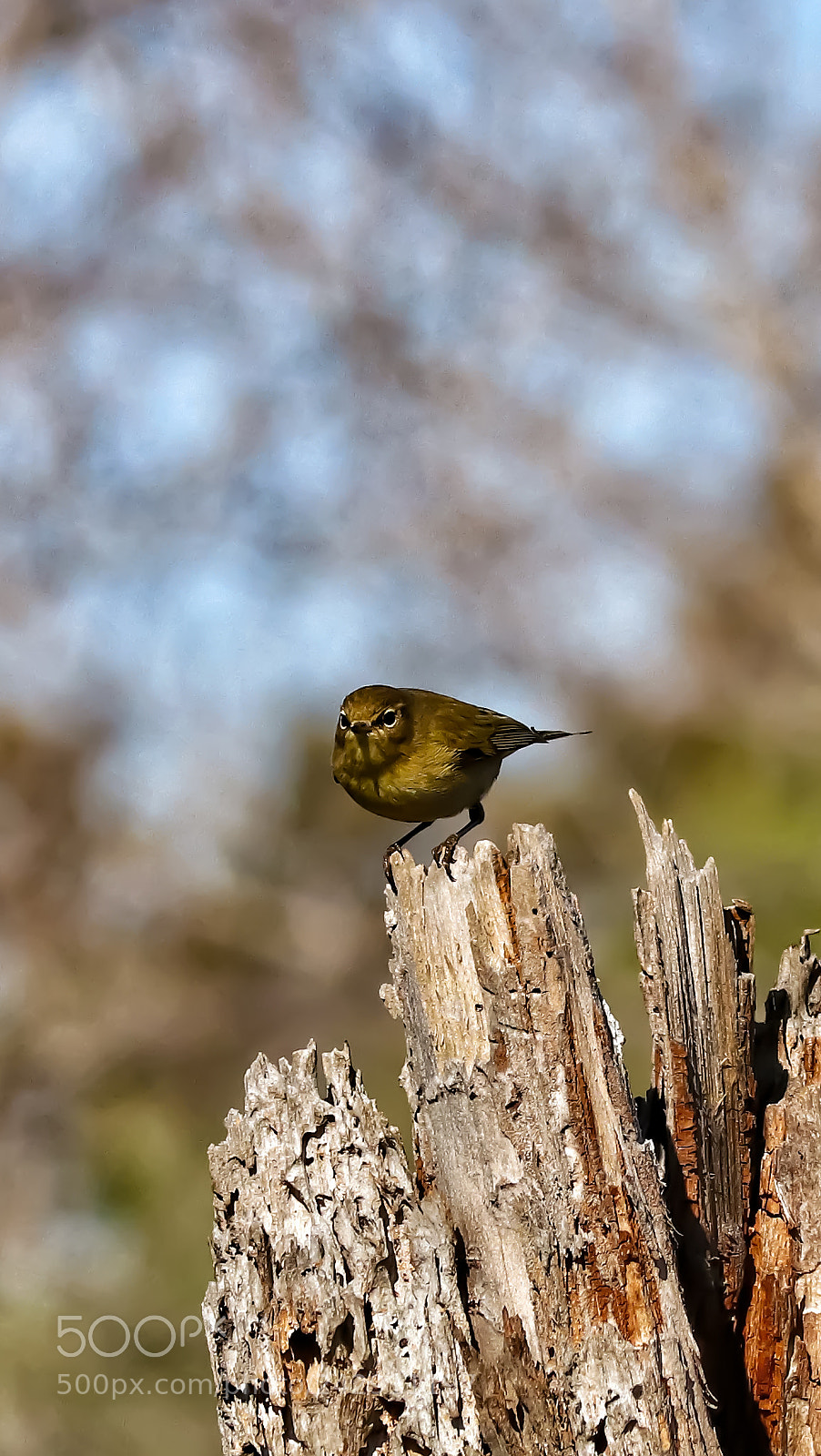 Canon EOS 77D (EOS 9000D / EOS 770D) sample photo. The art of nature photography