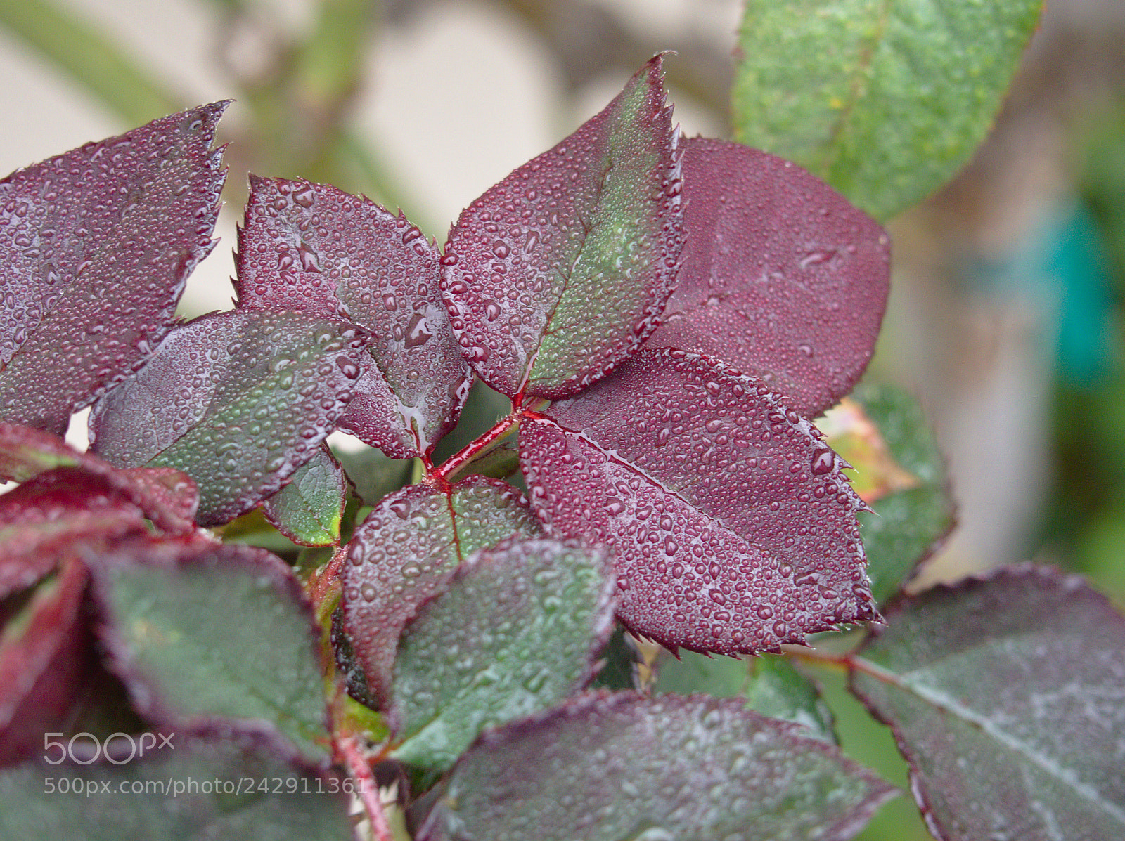 Olympus OM-D E-M10 II sample photo. After rain photography