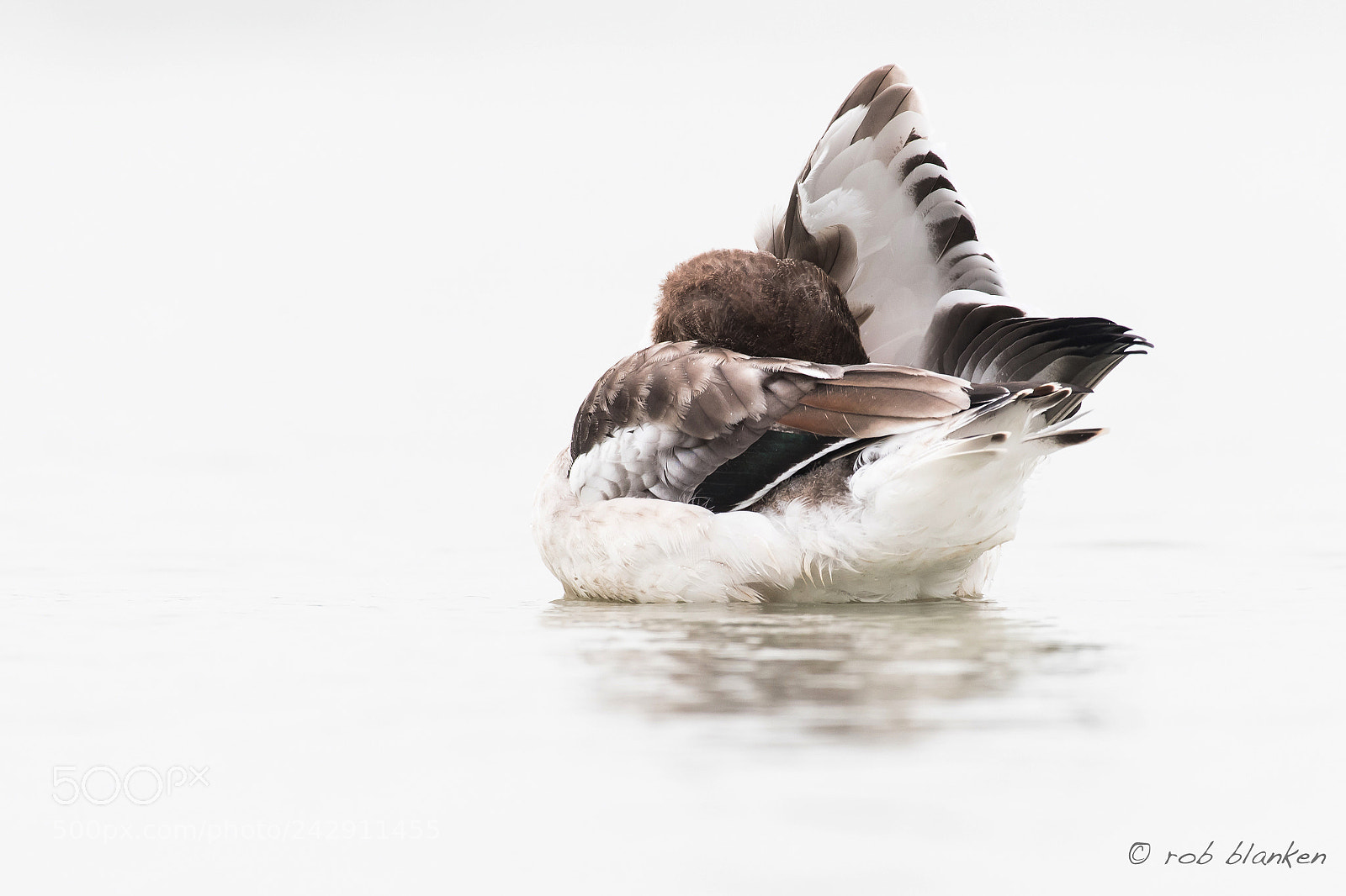 Nikon D500 sample photo. Common shelduck, juvenile photography
