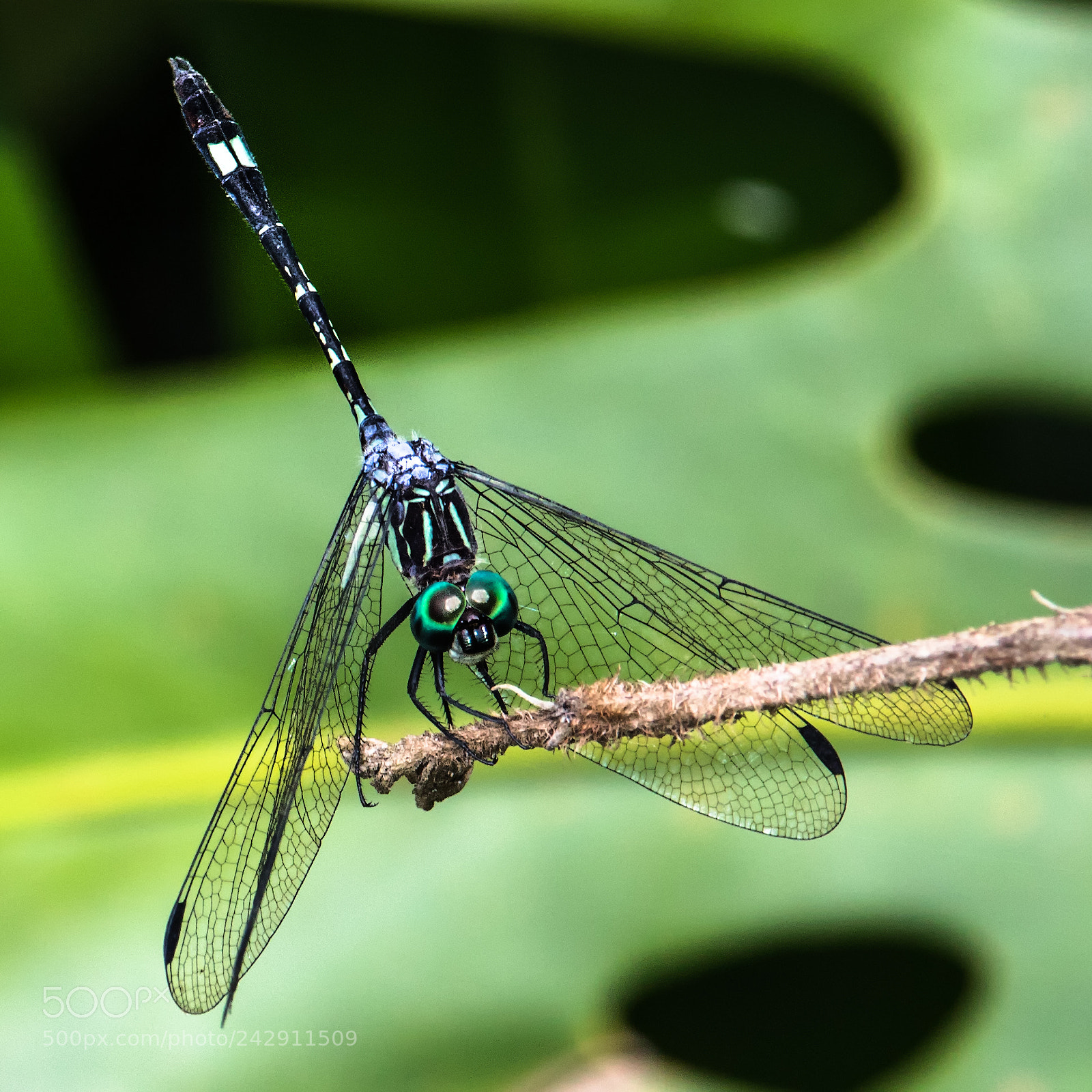 Canon EOS 750D (EOS Rebel T6i / EOS Kiss X8i) sample photo. Butterfly photography