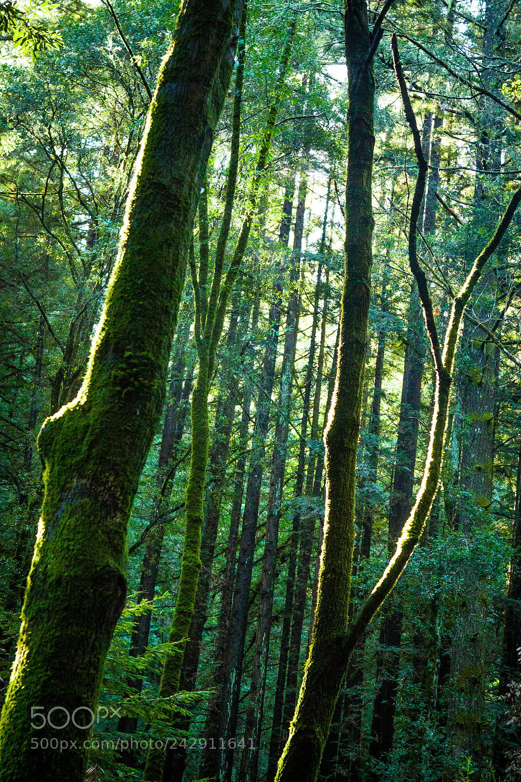 Canon EOS 50D sample photo. Green glow on redwoods photography