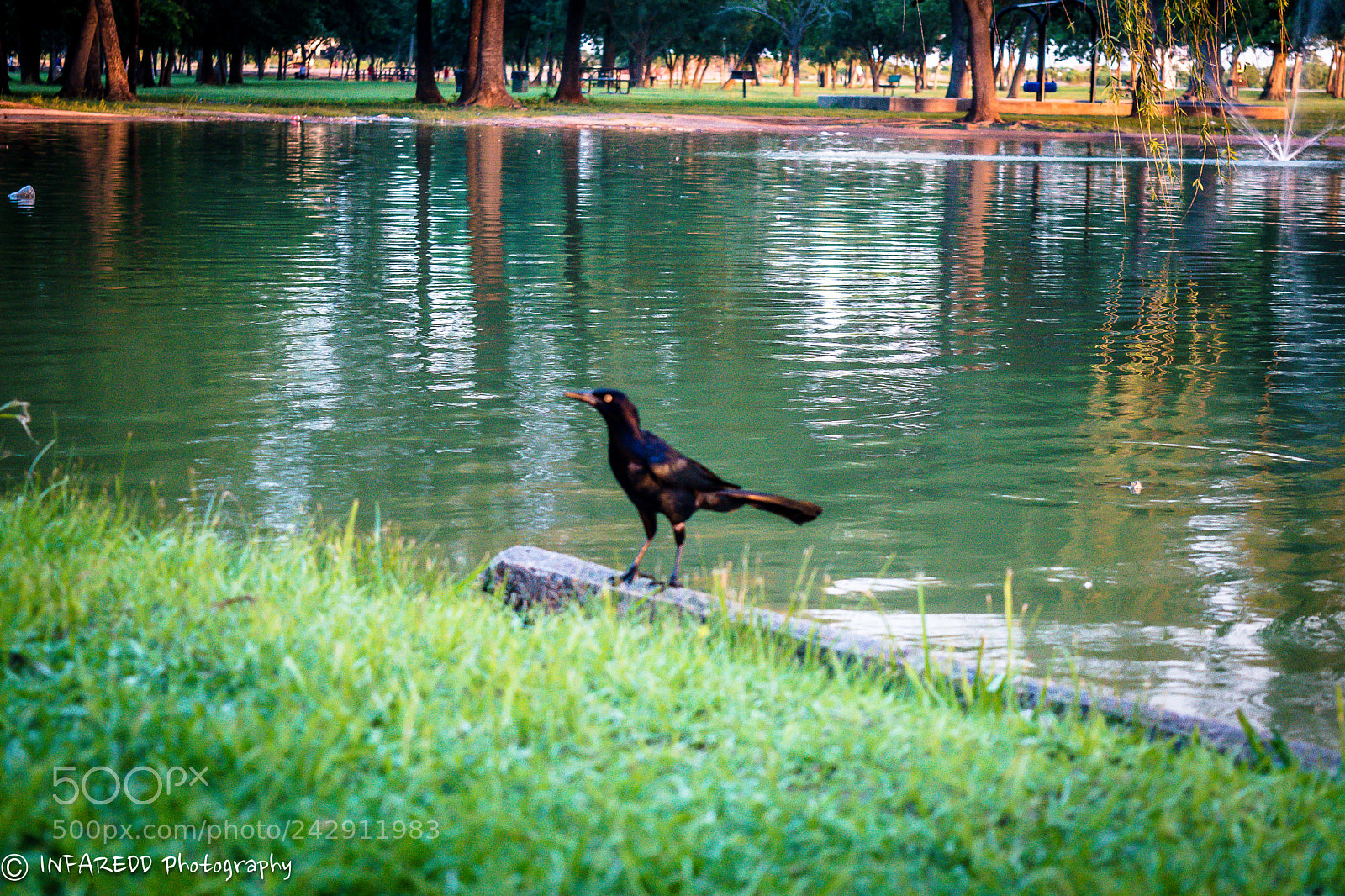 Nikon D5500 sample photo. Bird call photography