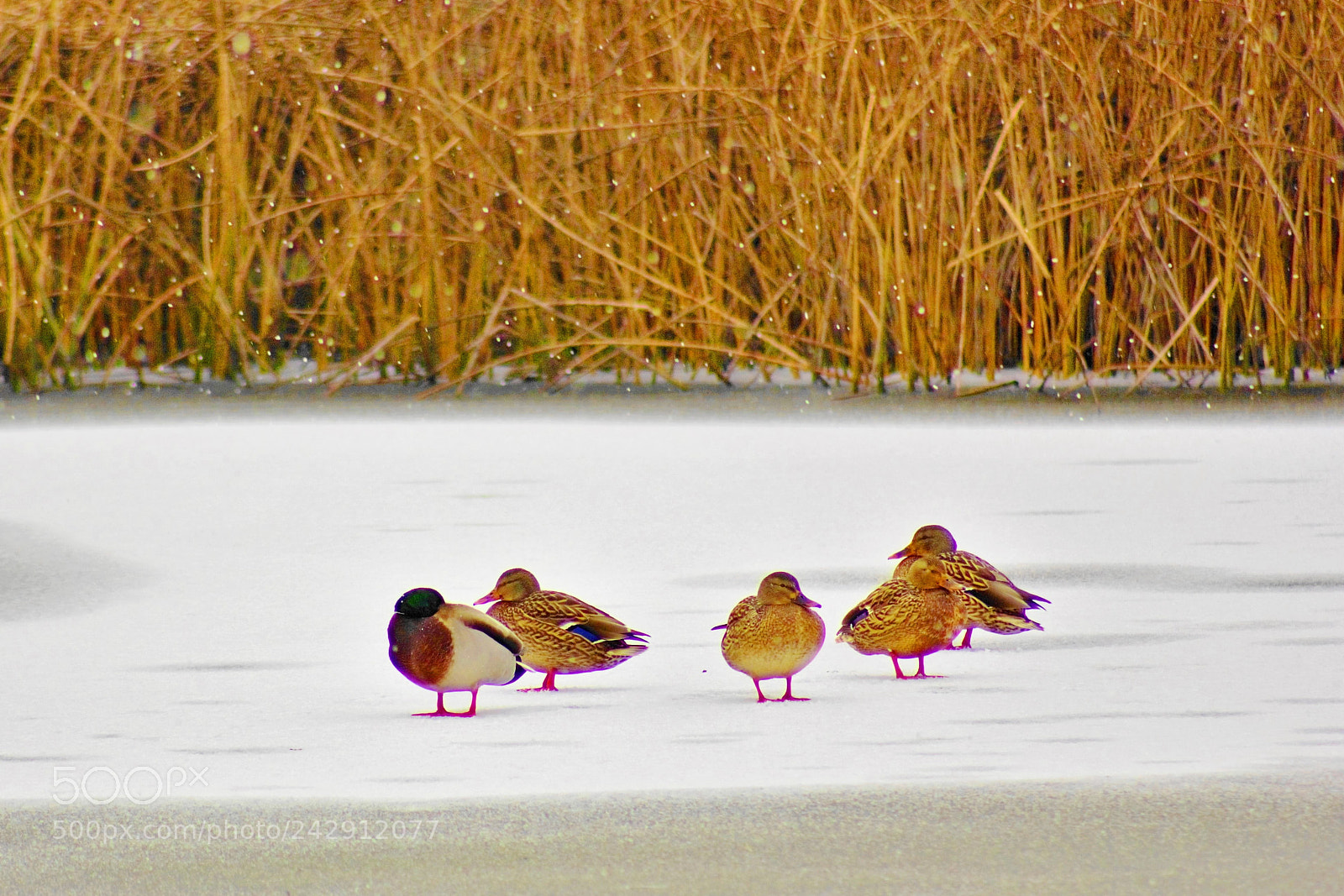 Canon EOS 60D sample photo. A great winter -- 冬 photography