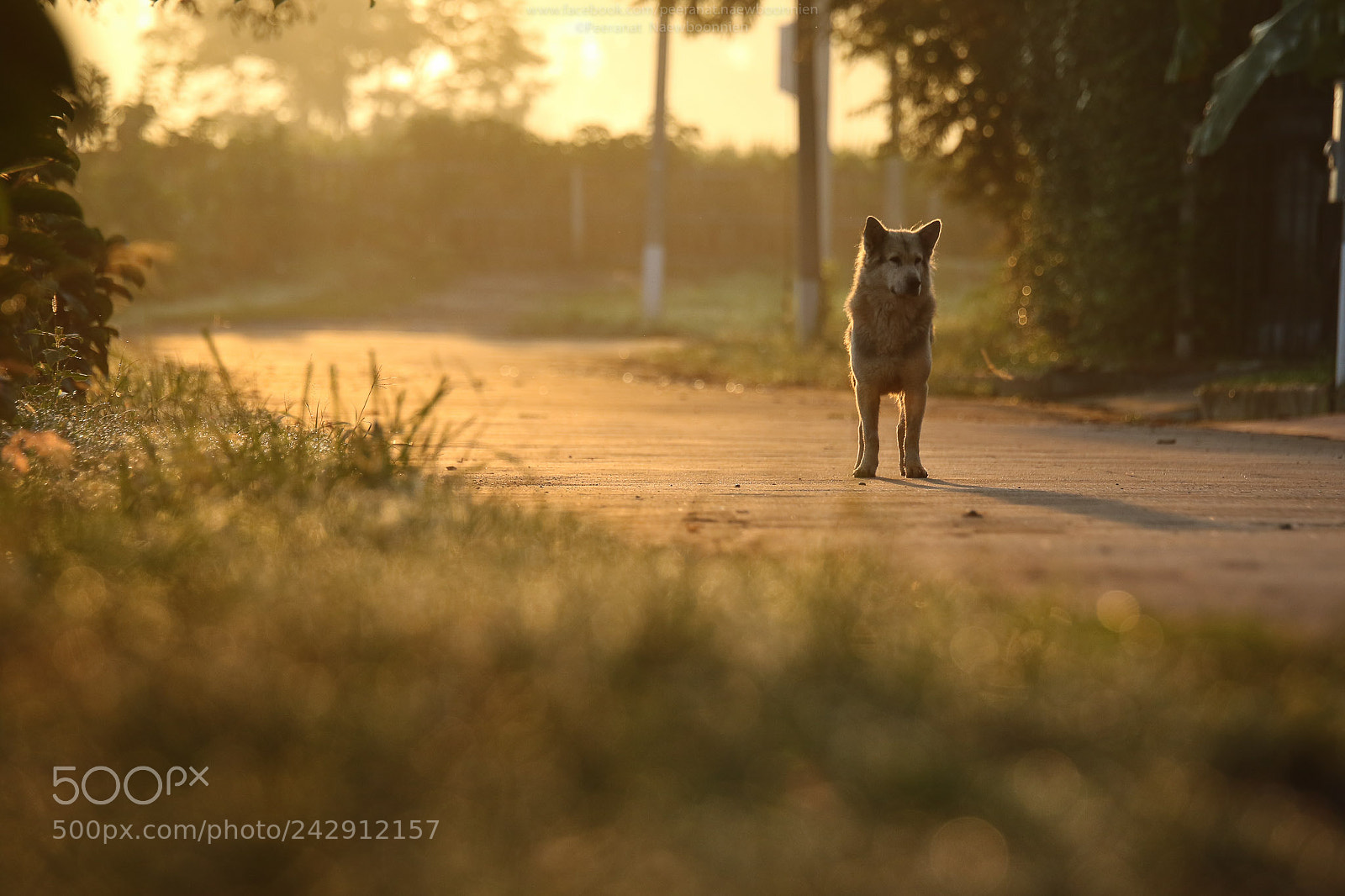 Canon EOS 7D Mark II sample photo. S t a r photography