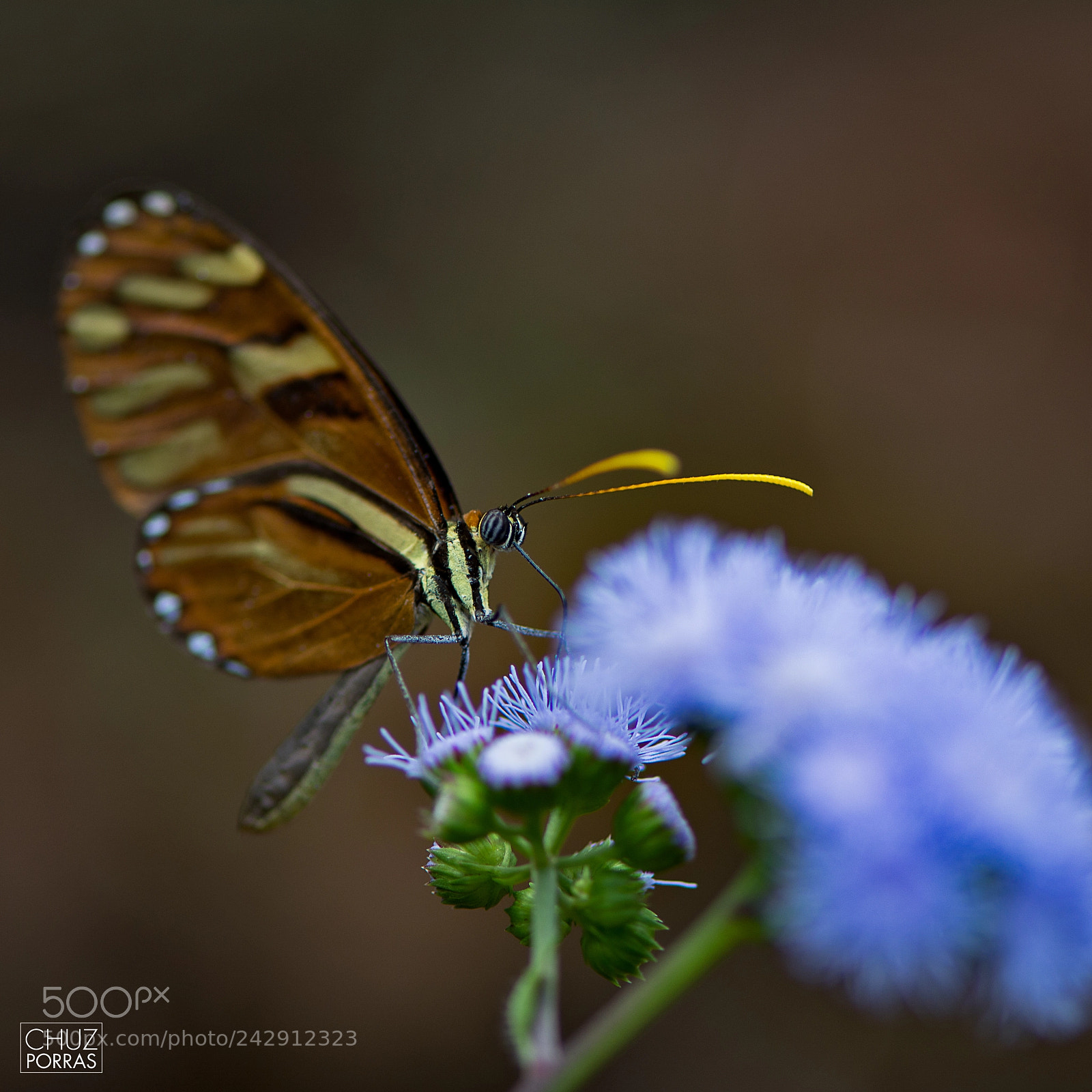 Nikon D7100 sample photo. Butterfly photography