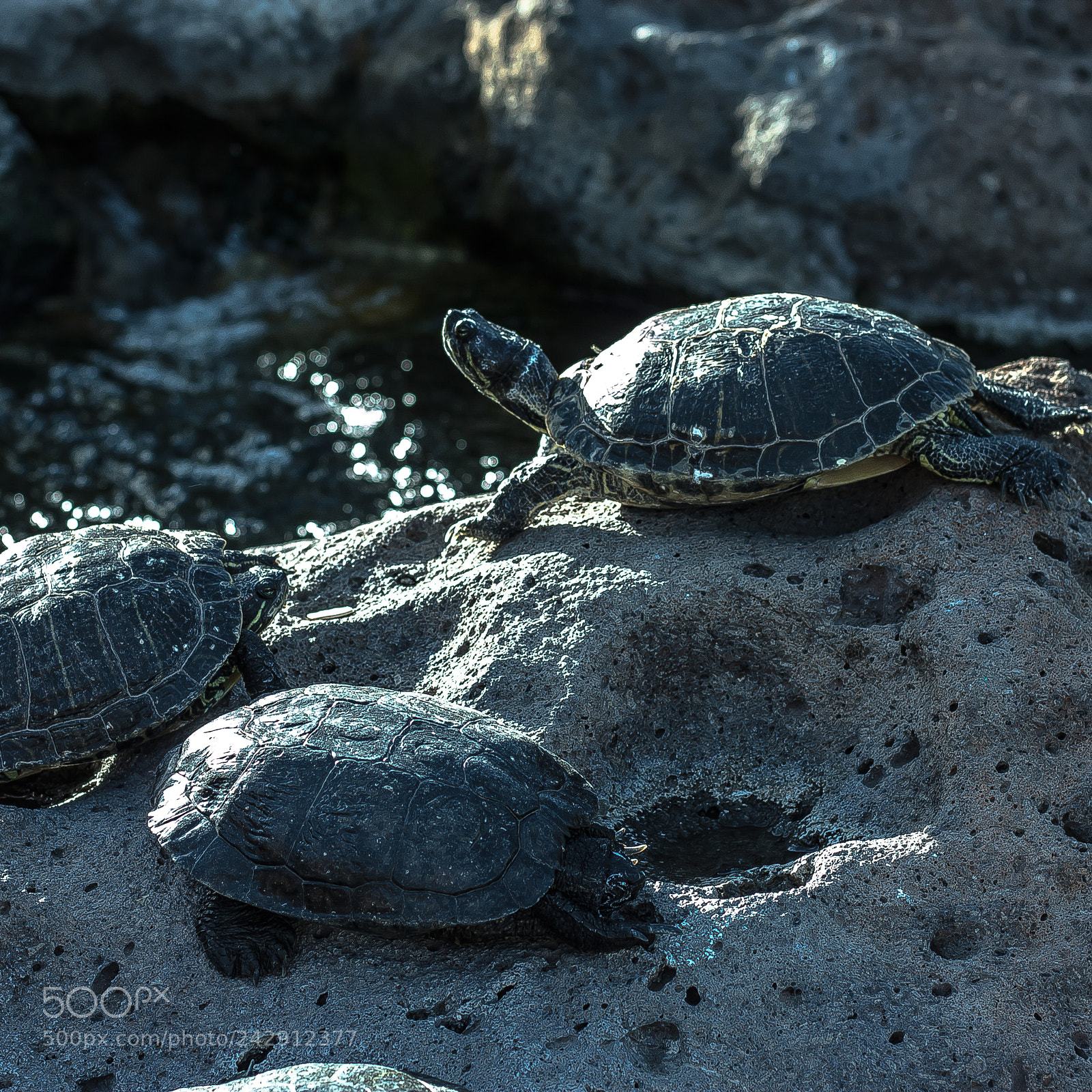 Canon EOS 500D (EOS Rebel T1i / EOS Kiss X3) sample photo. Turtle island photography