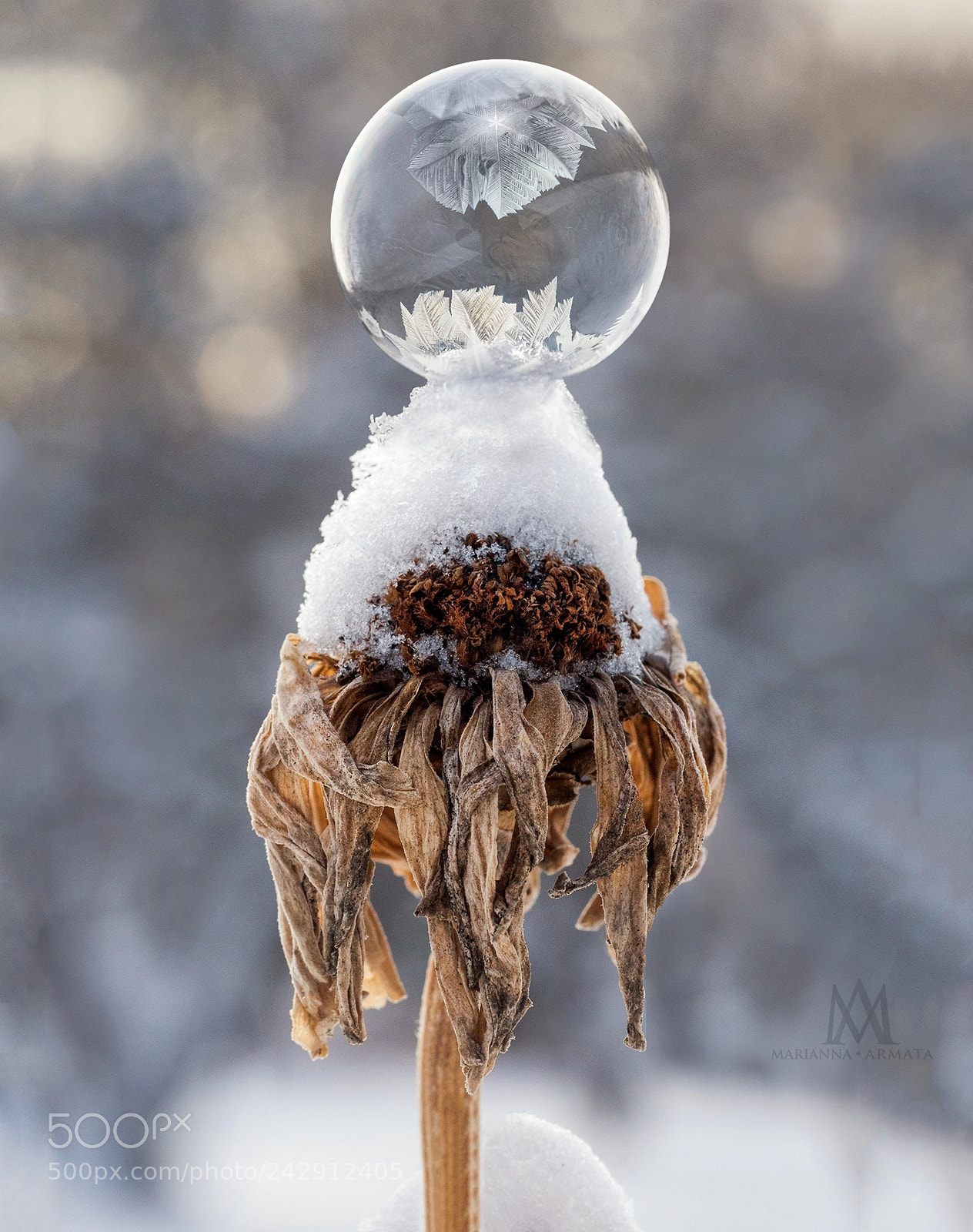 Panasonic Lumix DMC-GH4 sample photo. Winter flower photography