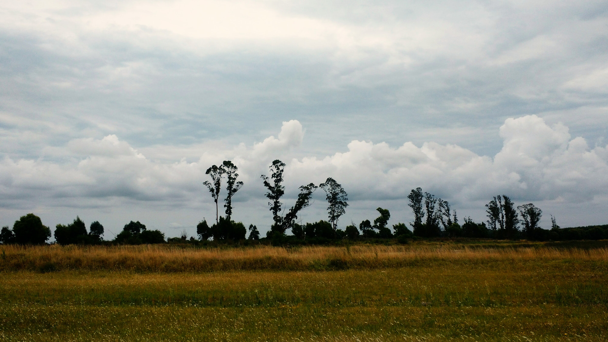 Motorola Moto X (2nd Gen) sample photo. Trees photography