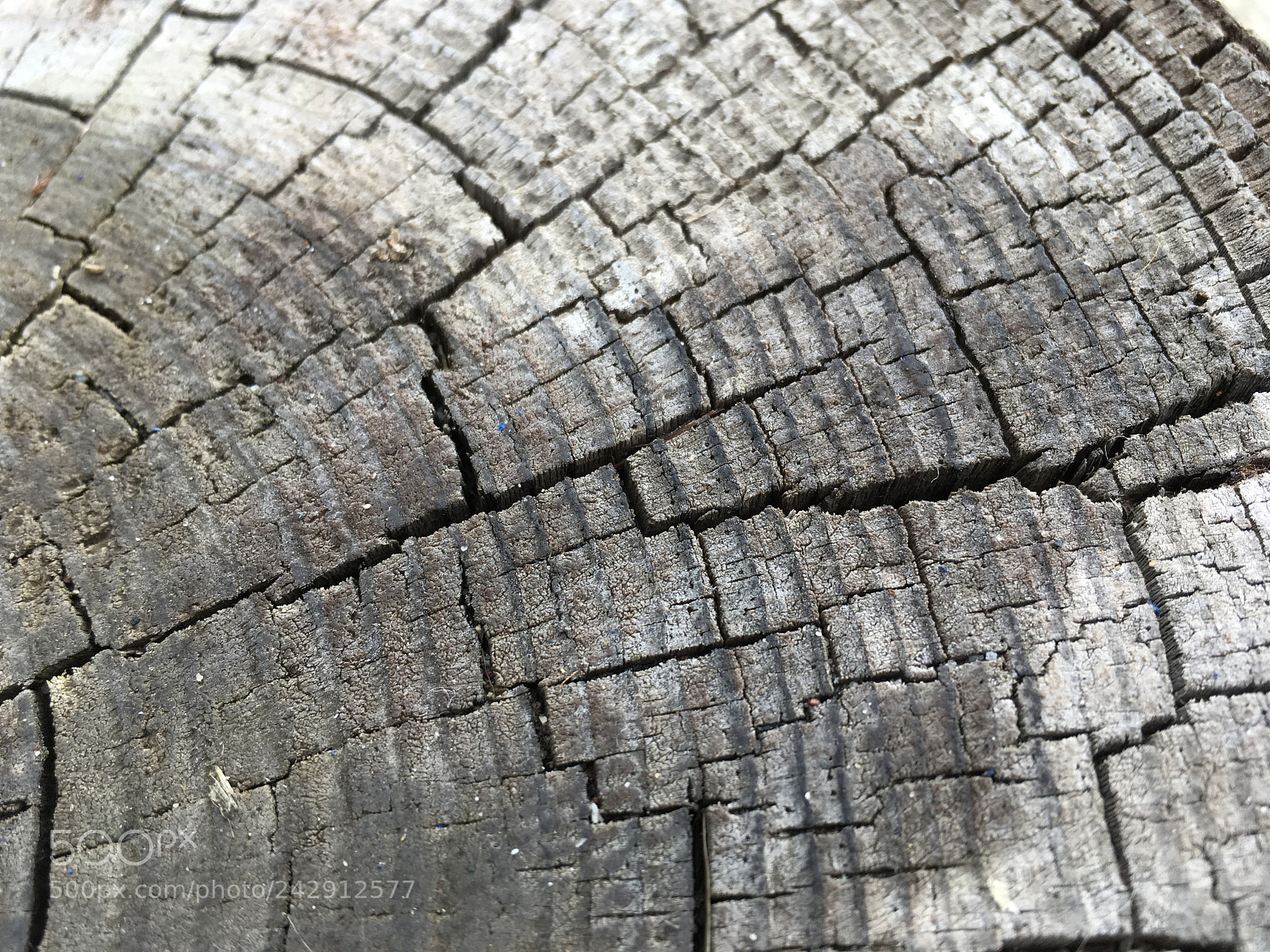 Apple iPad Pro sample photo. Wood photography