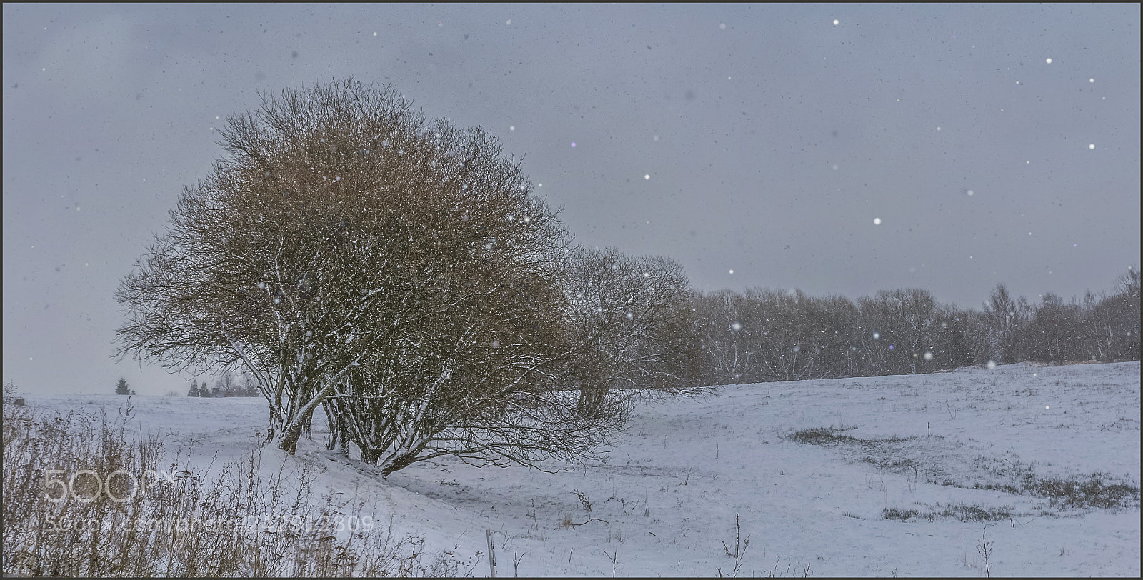 Canon EOS 60D sample photo. Trees in snow landscape photography