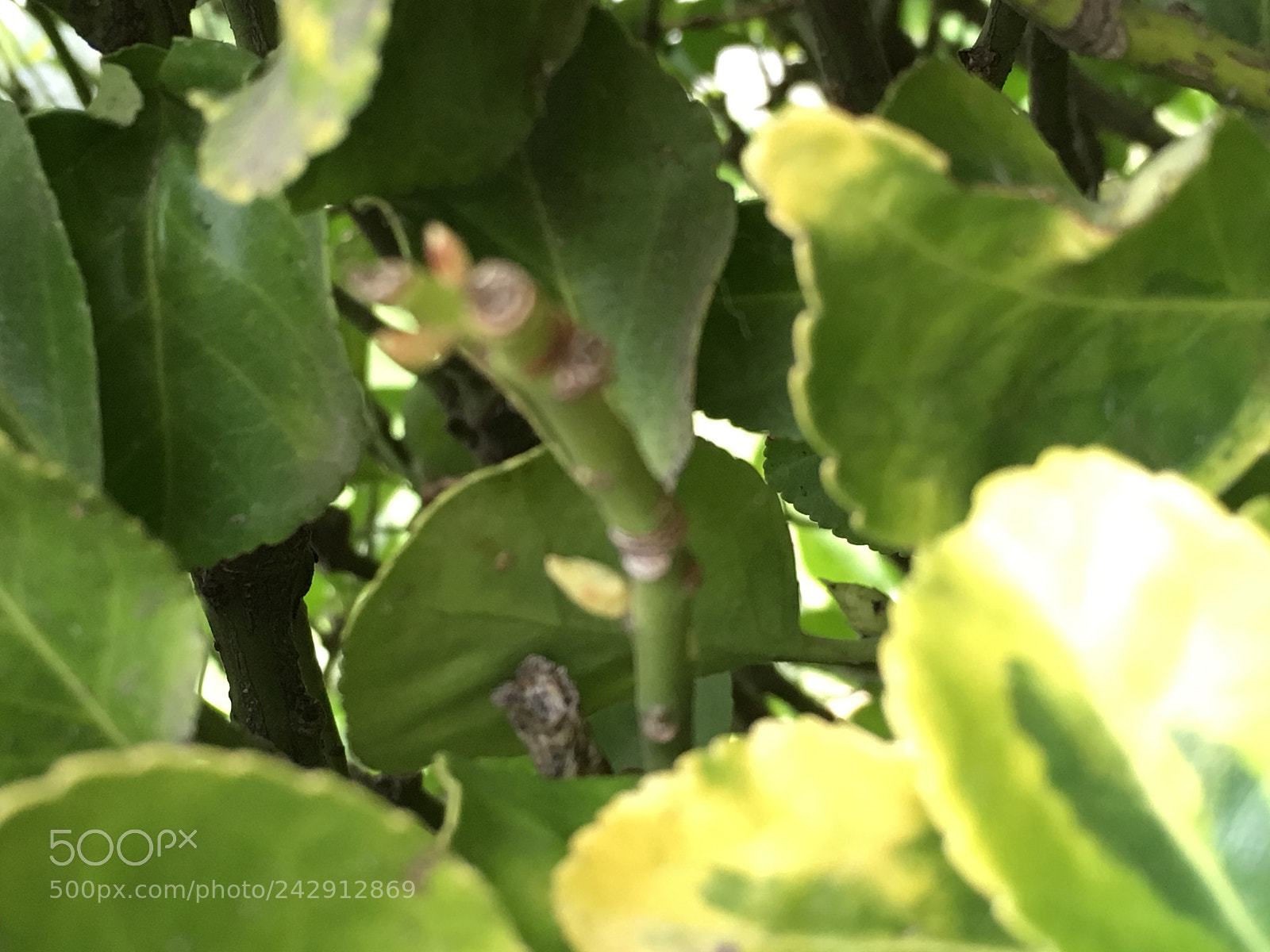 Apple iPad Pro sample photo. Leaves photography