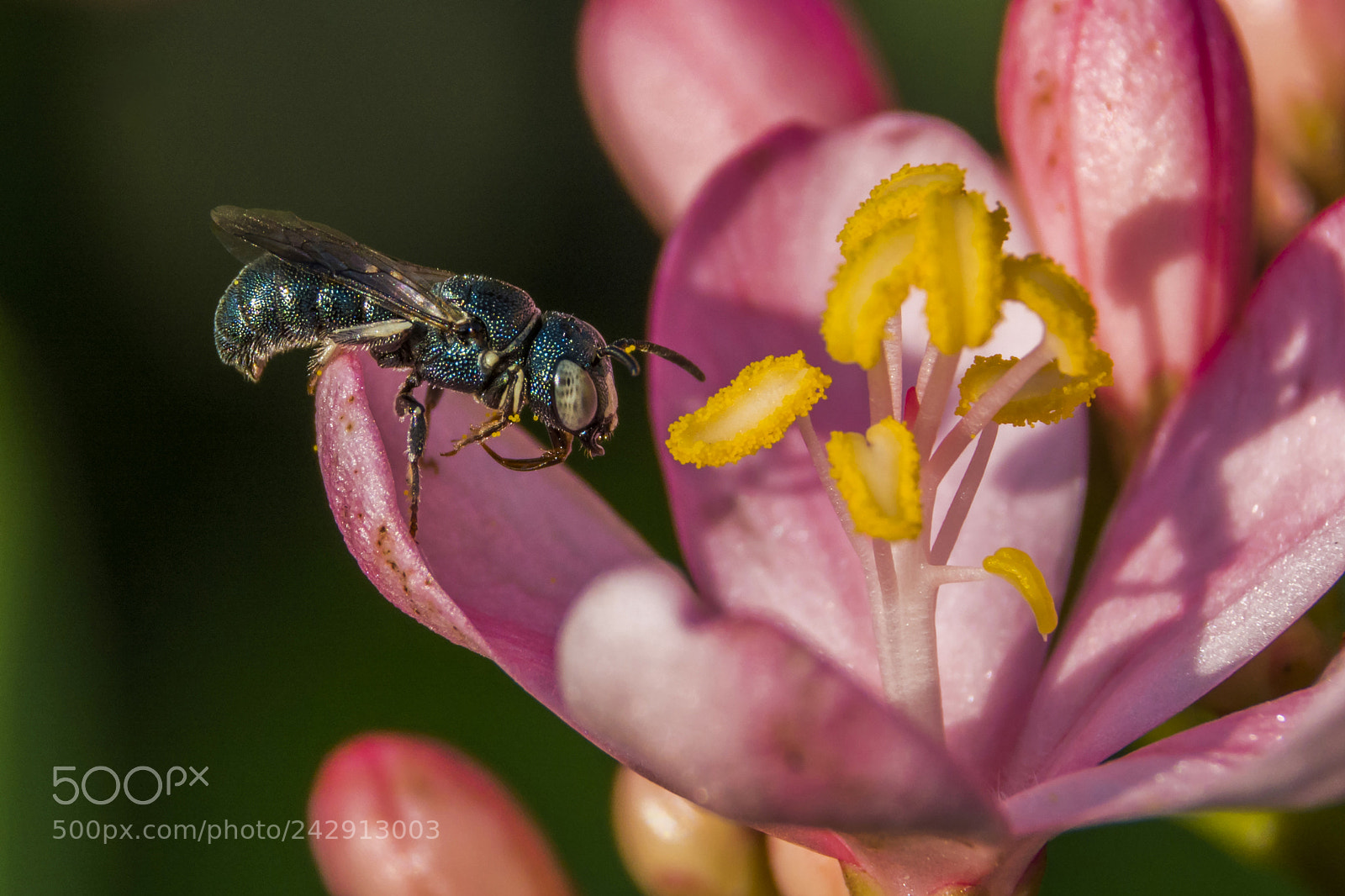 Nikon D7100 sample photo. Honeybee photography