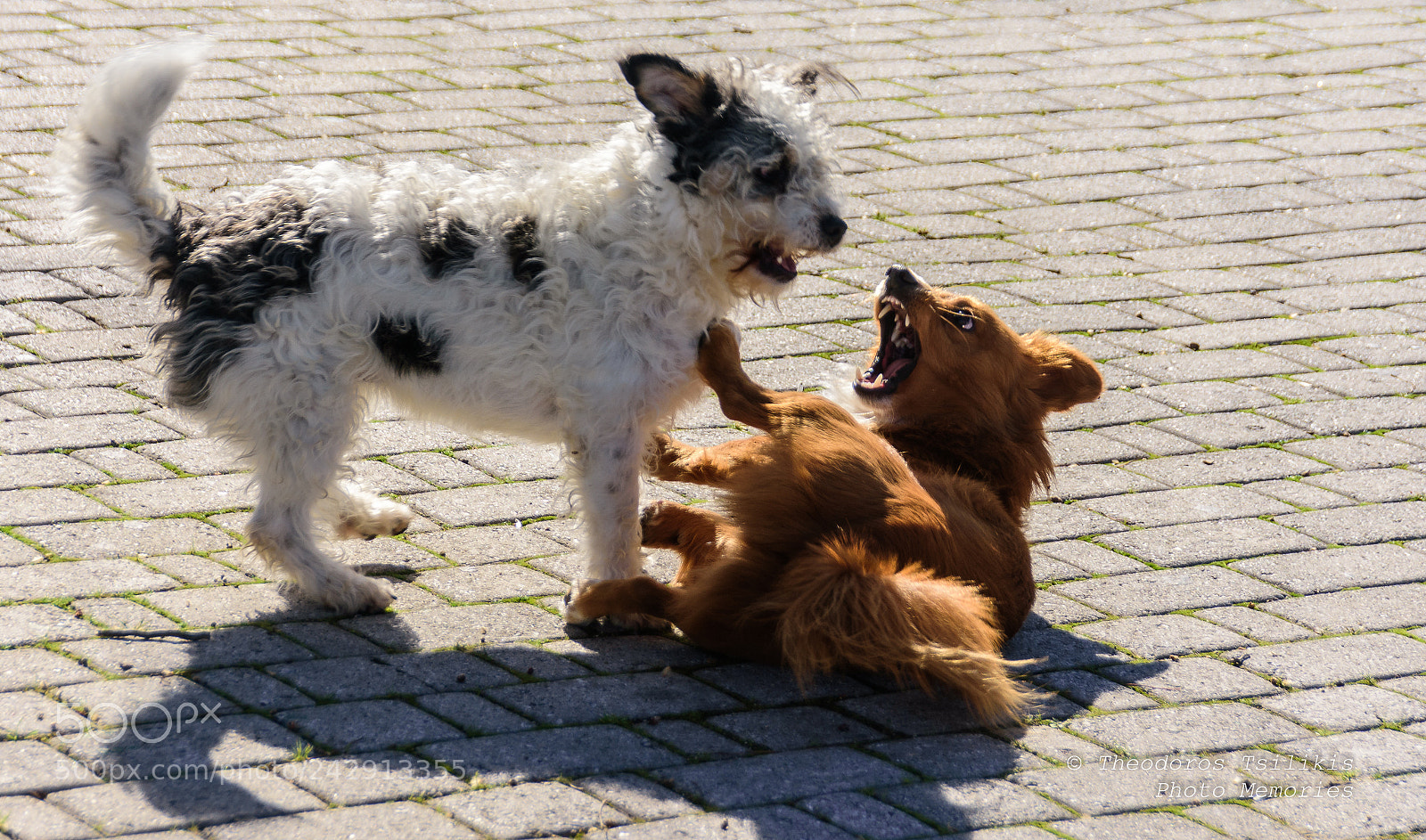 Nikon D7200 sample photo. Play time photography
