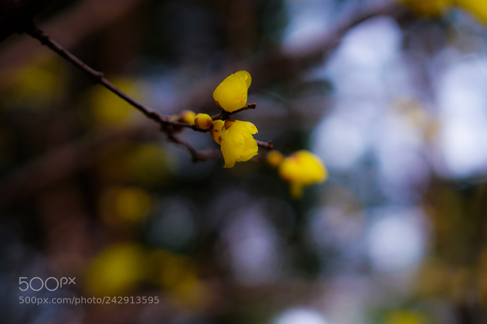 Sony a6500 sample photo. Meratia praecox photography