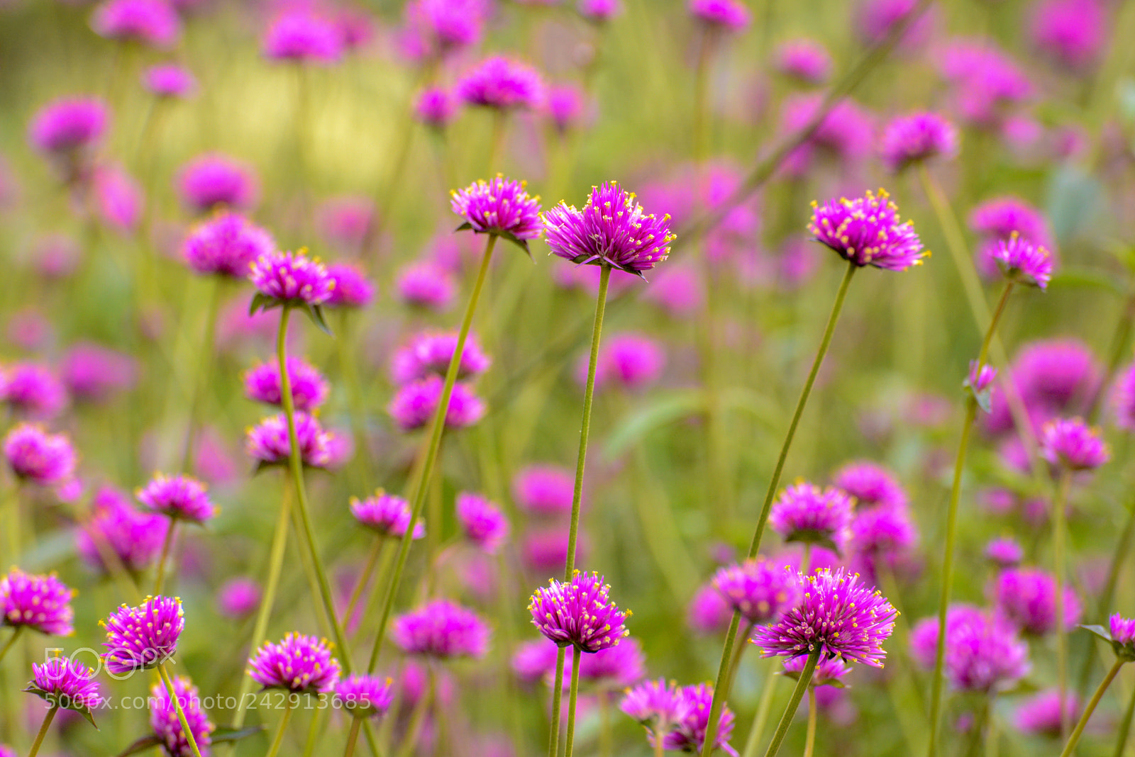 Nikon D600 sample photo. Field of pink photography