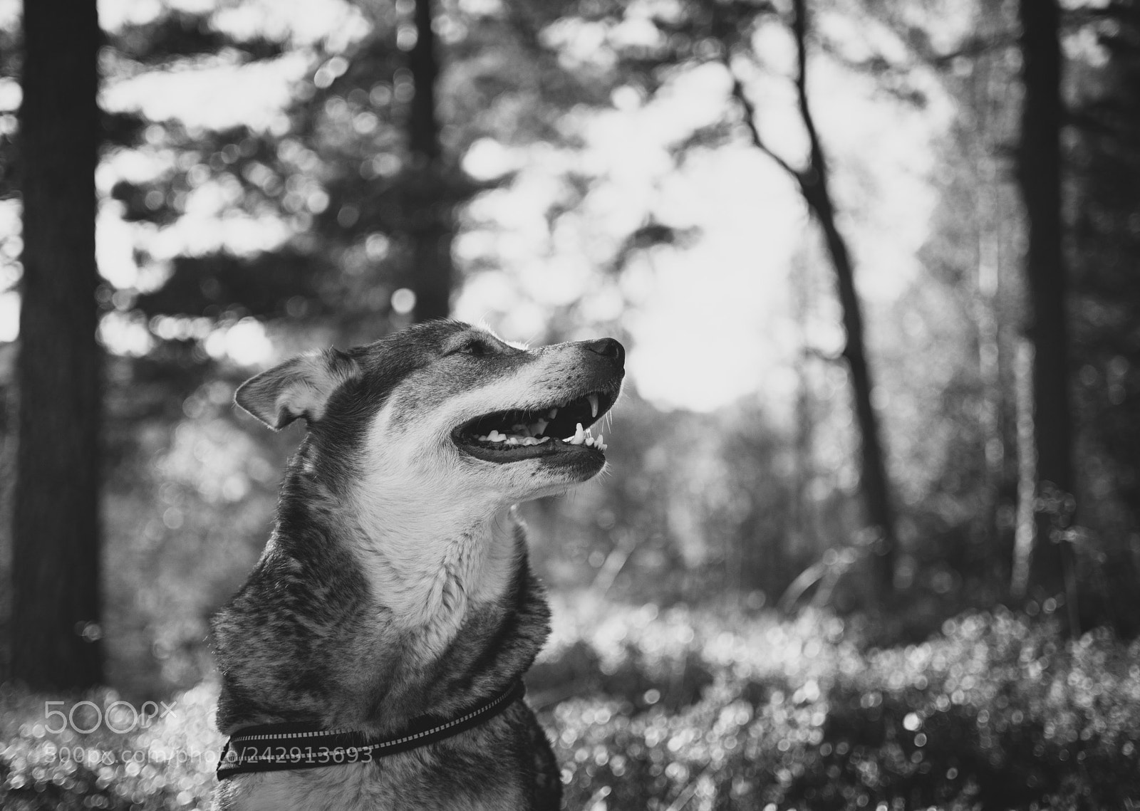 Nikon D7200 sample photo. Happy dog photography