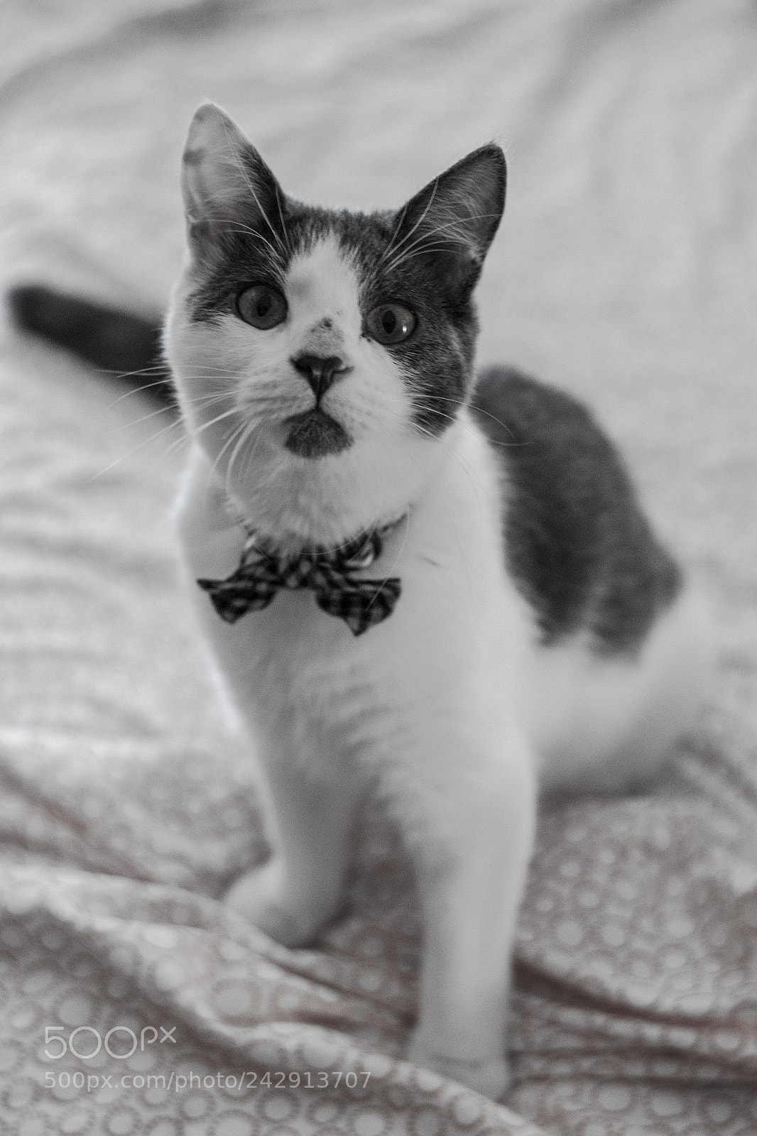 Canon EOS 500D (EOS Rebel T1i / EOS Kiss X3) sample photo. Gentleman jack photography