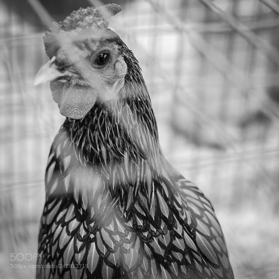 Fujifilm X-T10 sample photo. Chicken photography