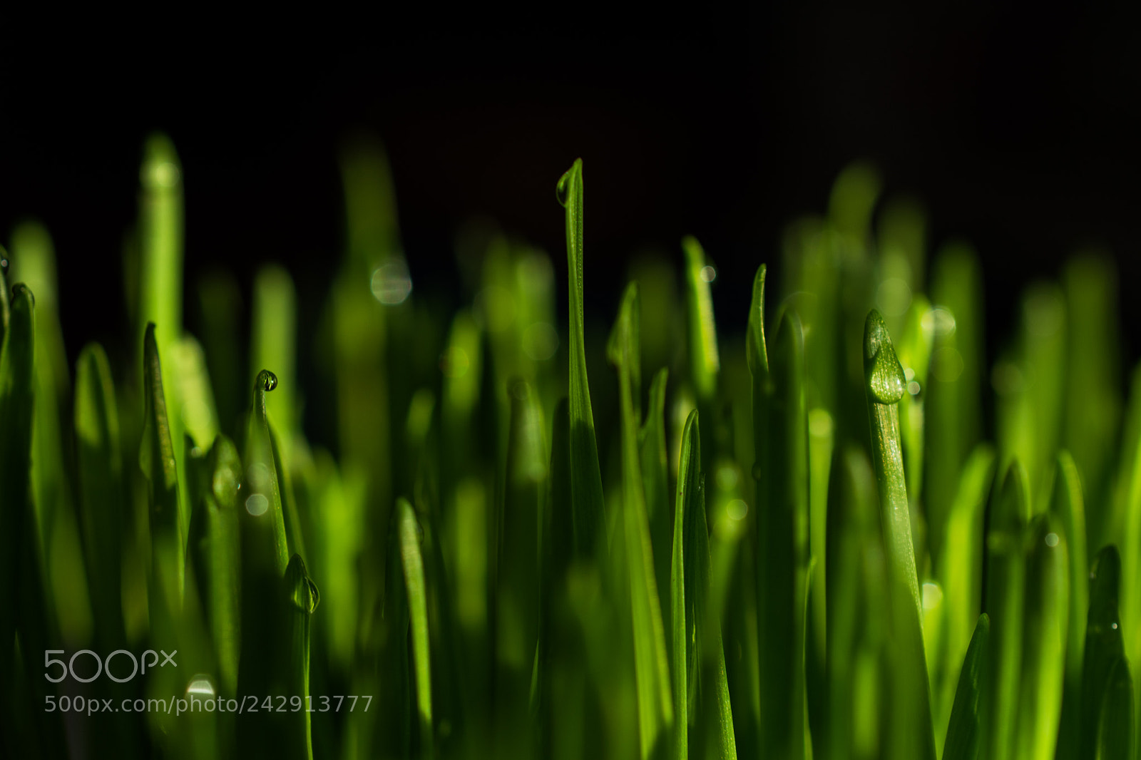 Nikon D5500 sample photo. Wheat photography