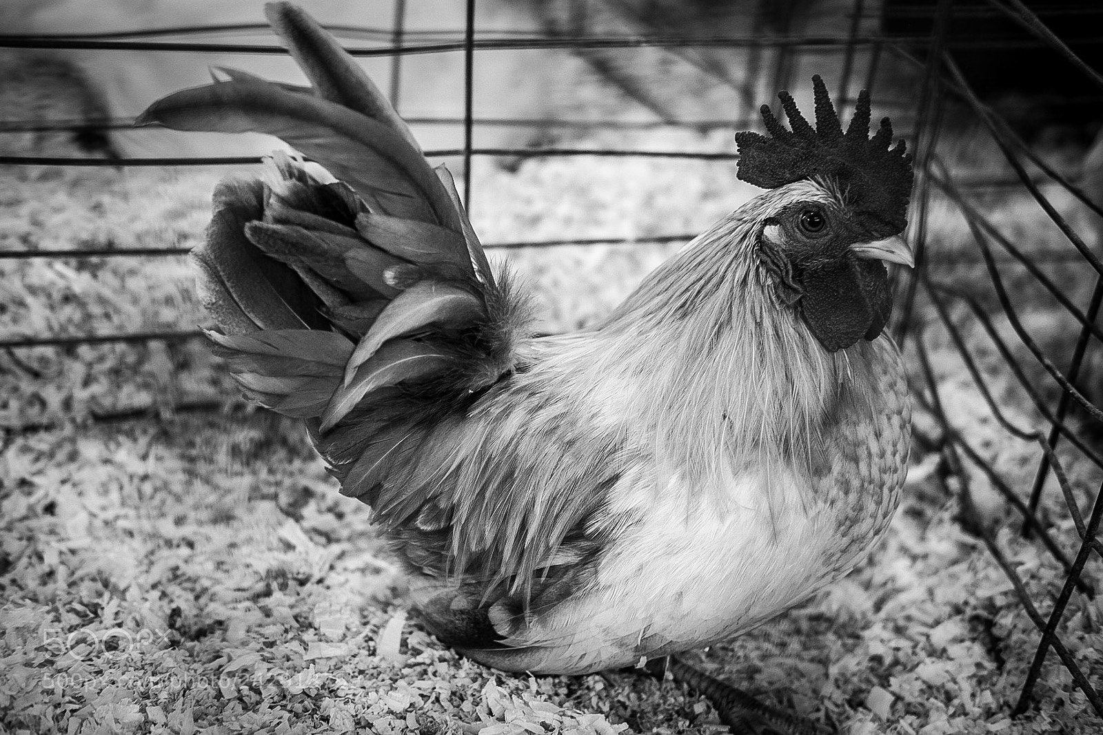Fujifilm X-T10 sample photo. Chicken 2 photography