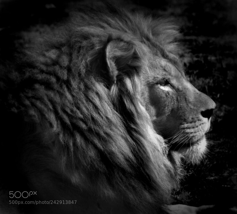 Nikon D3000 sample photo. Lion photography