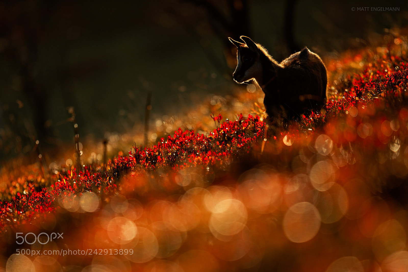 Canon EOS-1D X Mark II sample photo. Autumn poem photography