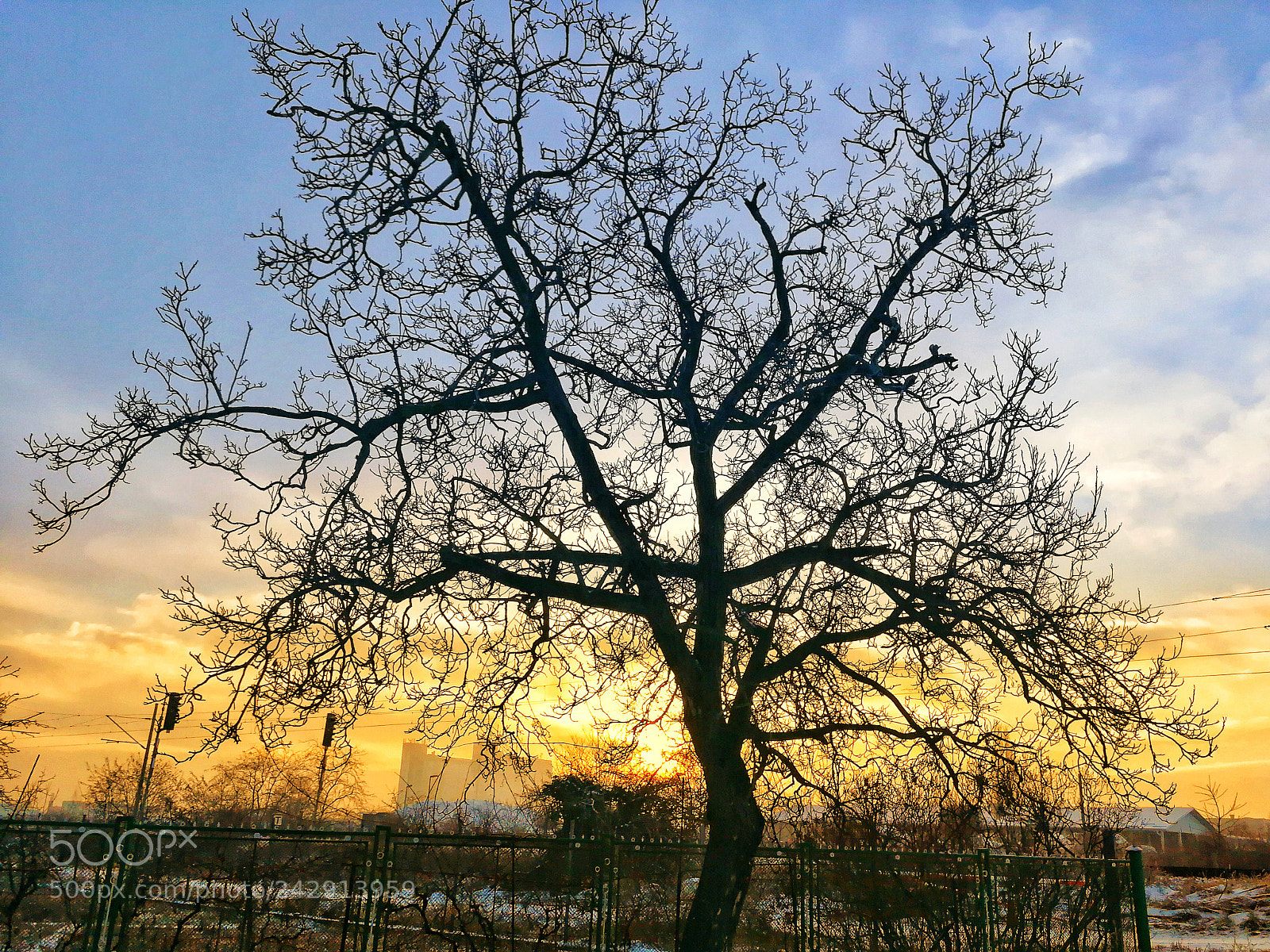 HUAWEI P10 sample photo. Tree photography