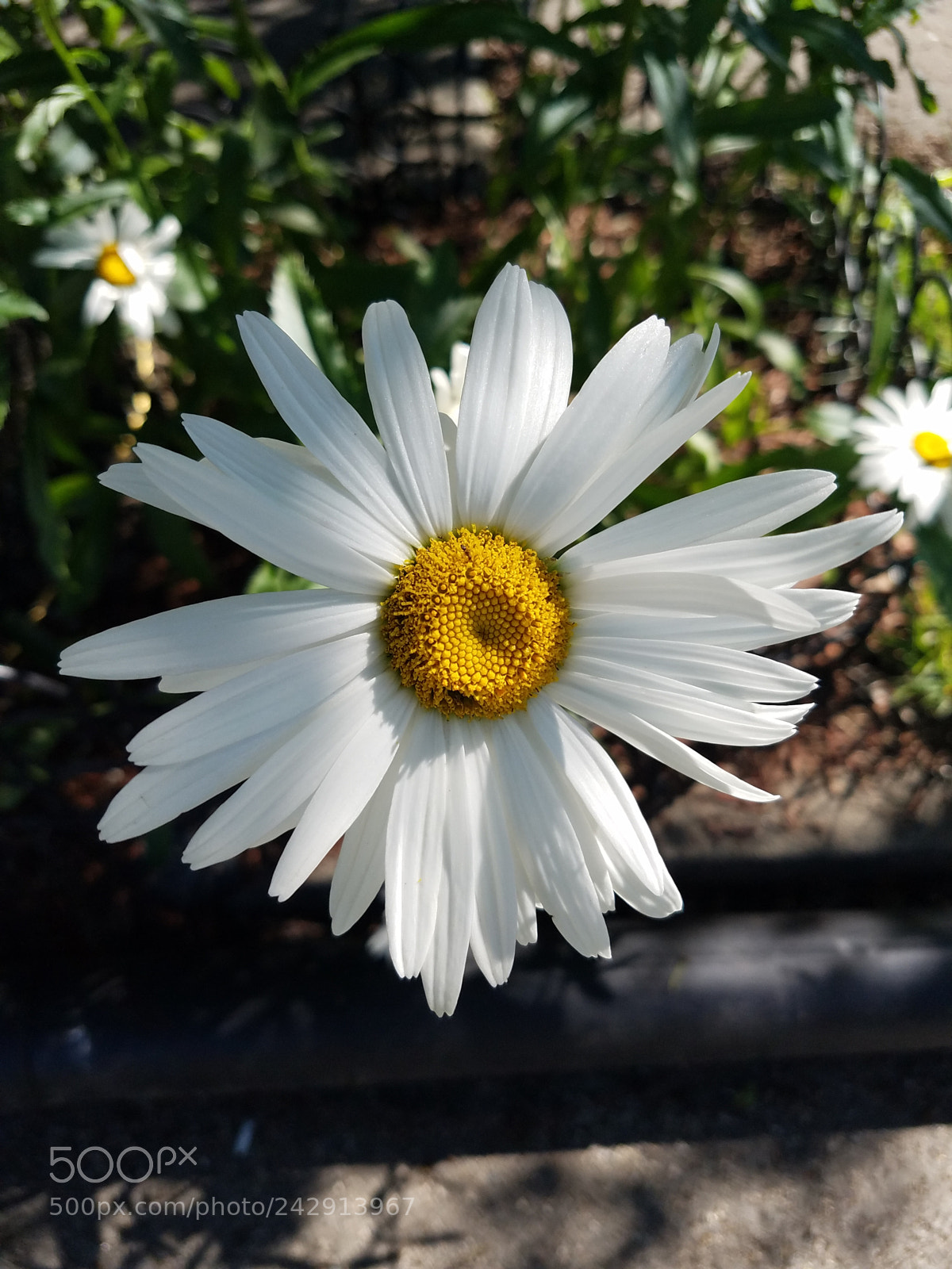Samsung Galaxy S7 Edge sample photo. Shadow of the daisy photography