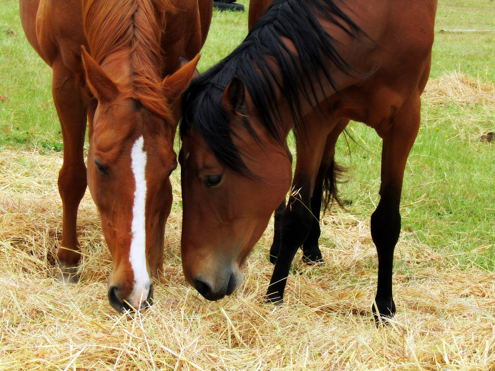 Canon PowerShot SX420 IS sample photo. Horse photography