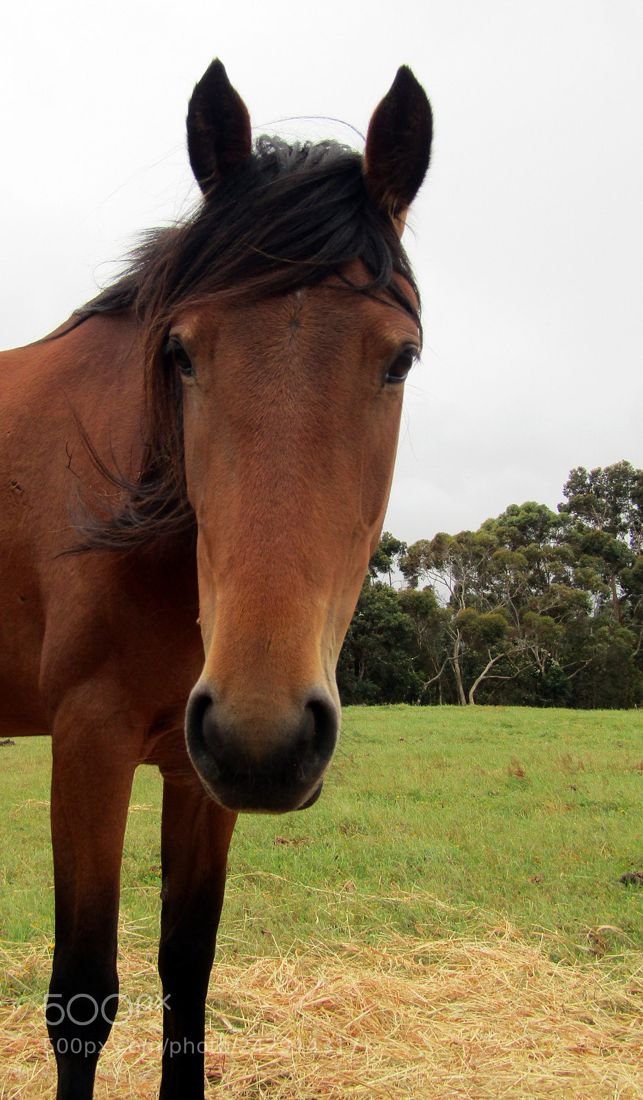 Canon PowerShot SX420 IS sample photo. Horse photography