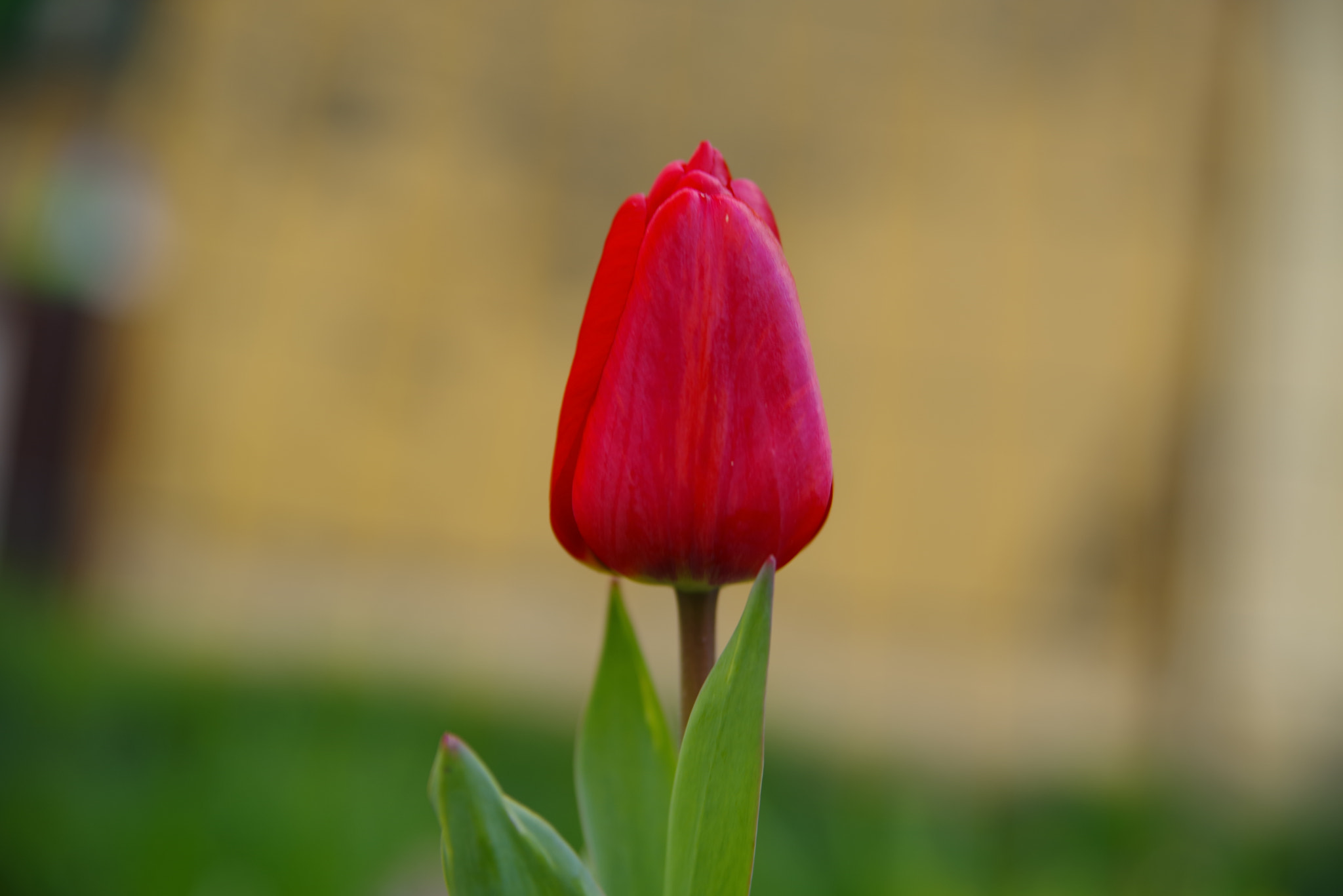 Pentax K-1 sample photo. Tulip photography