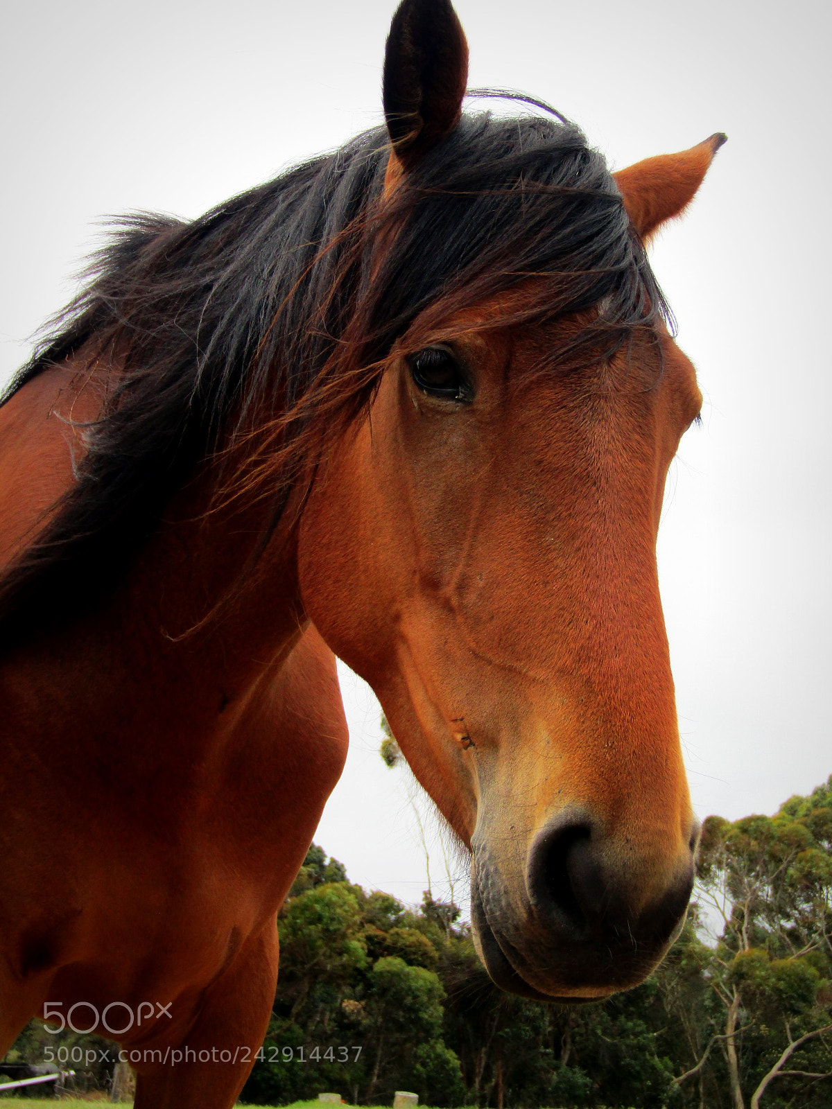 Canon PowerShot SX420 IS sample photo. Horse photography