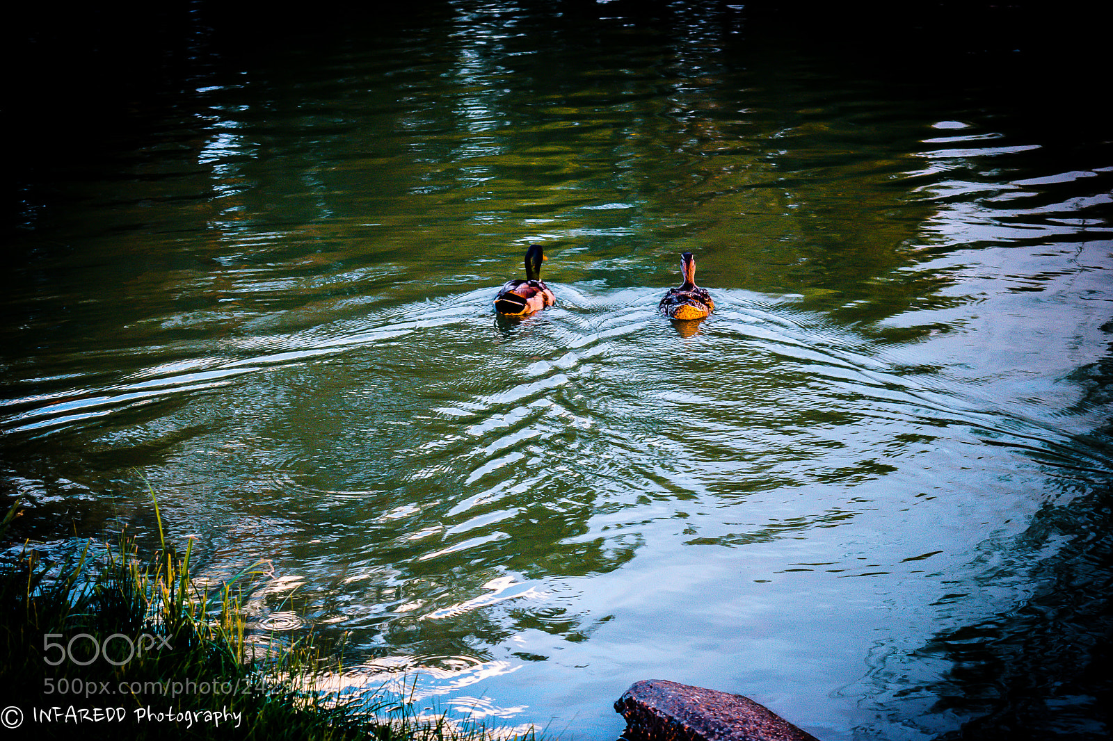 Nikon D5500 sample photo. Racing ducks photography