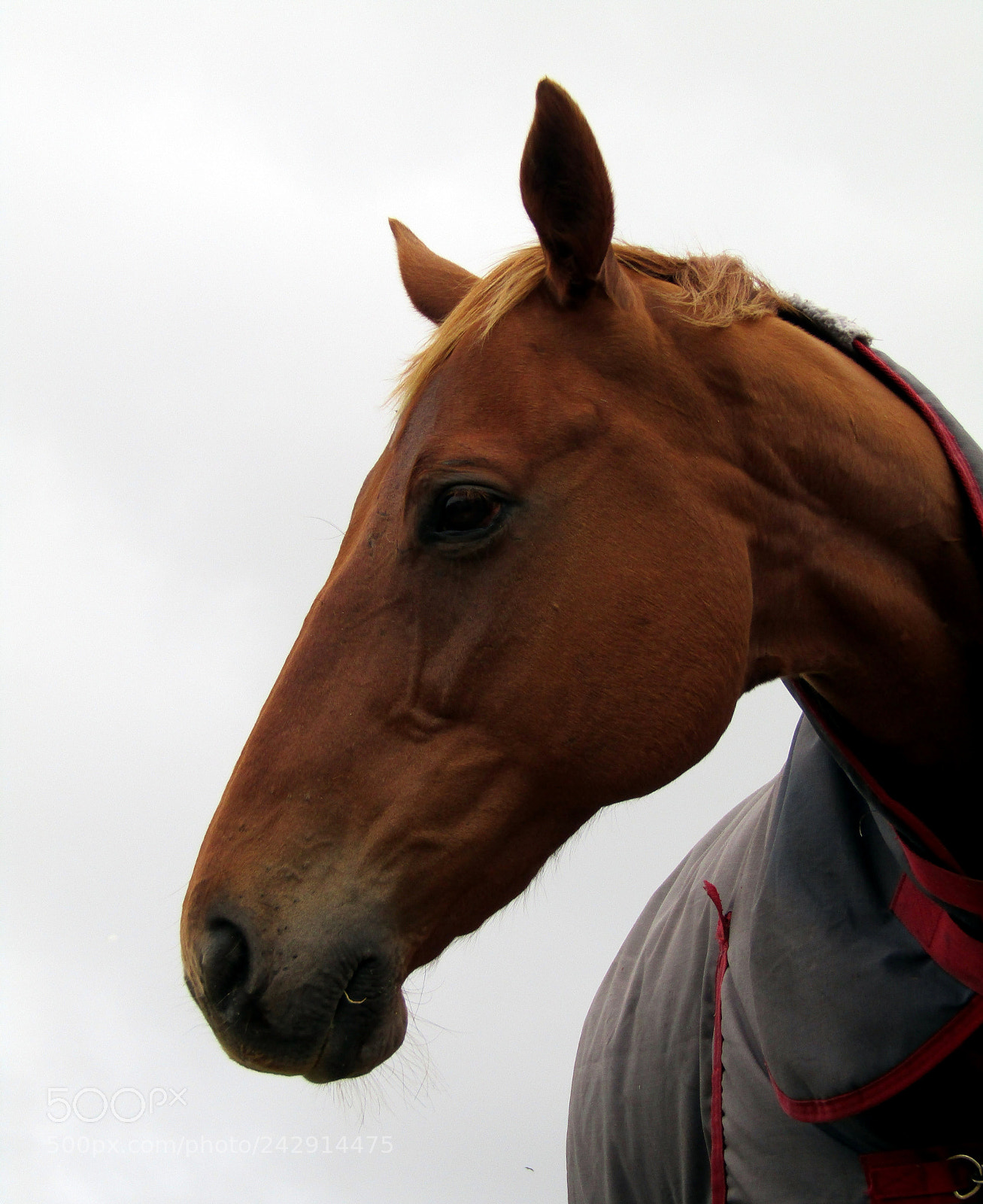 Canon PowerShot SX420 IS sample photo. Horse photography