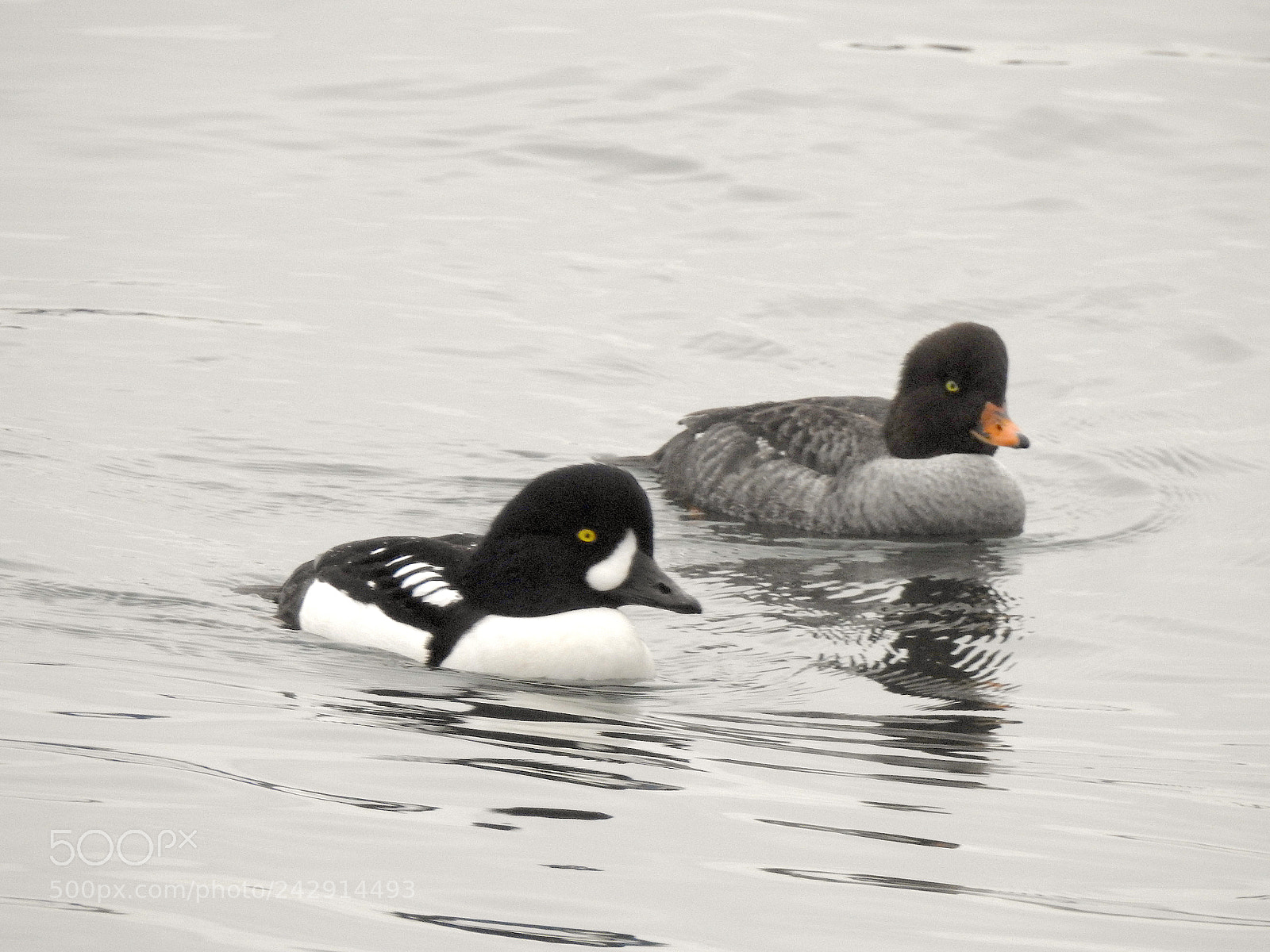 Nikon Coolpix P900 sample photo. Barrow's goldeneye photography
