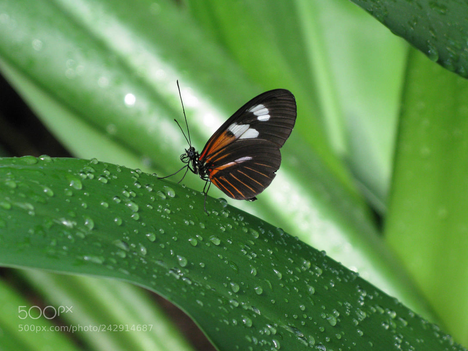 Canon POWERSHOT G9 sample photo. Longwing photography