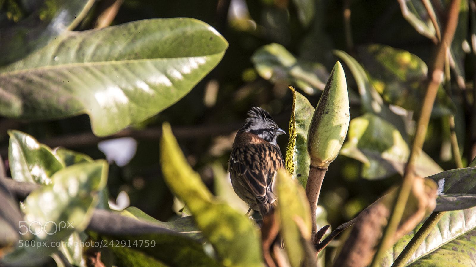 Canon EOS 7D Mark II sample photo. Ave dorada photography