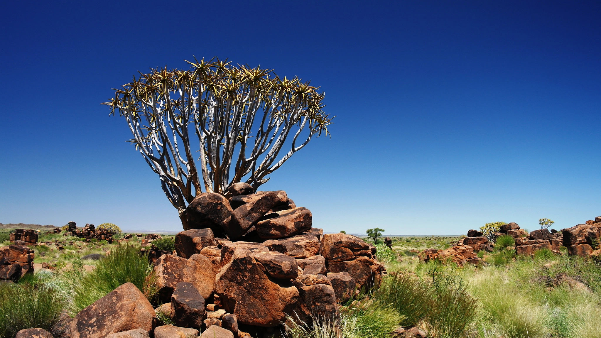 Samsung NX11 sample photo. Quiver tree or kokerboom forest photography