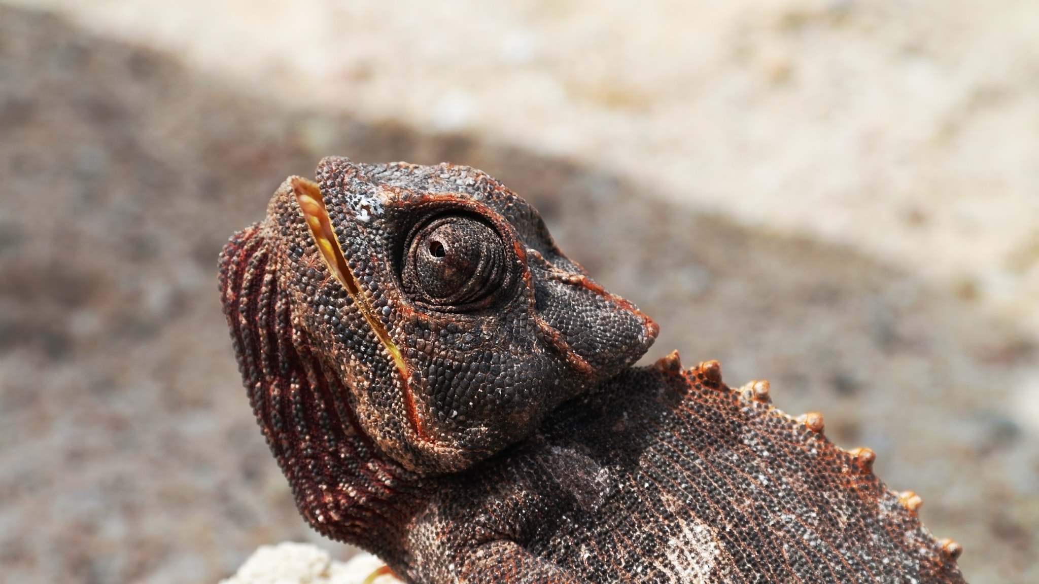 Samsung NX11 sample photo. Chameleon in namib desert photography
