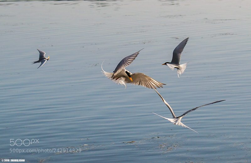 Nikon D3100 sample photo. River terns in flight photography