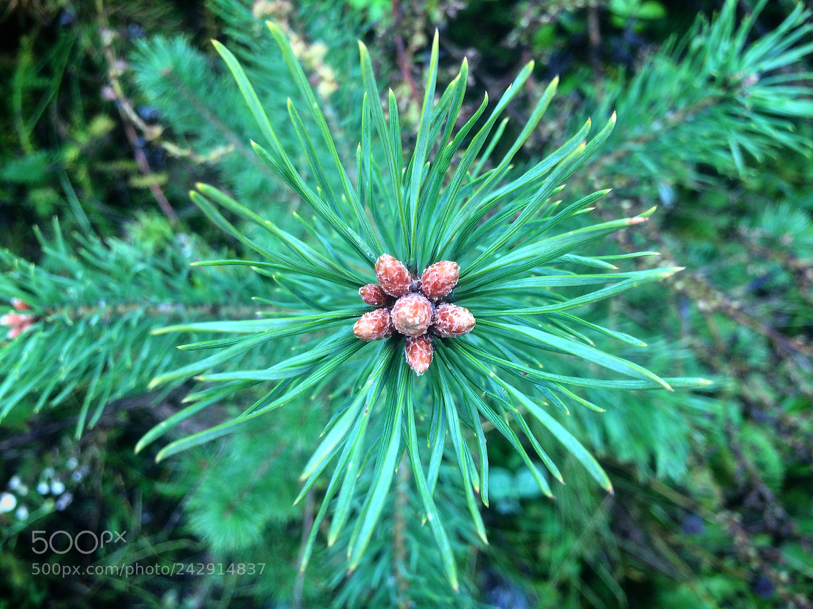 Apple iPhone 5s sample photo. Untitled photography