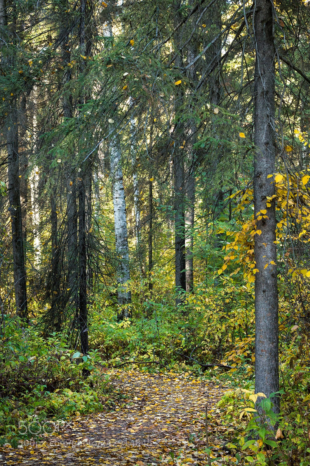 Canon EOS 700D (EOS Rebel T5i / EOS Kiss X7i) sample photo. Autumn trail photography