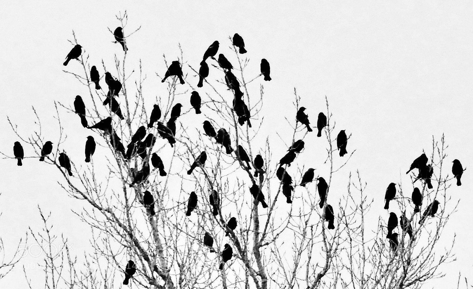 Panasonic Lumix DMC-FZ300 sample photo. Morning  gathering photography