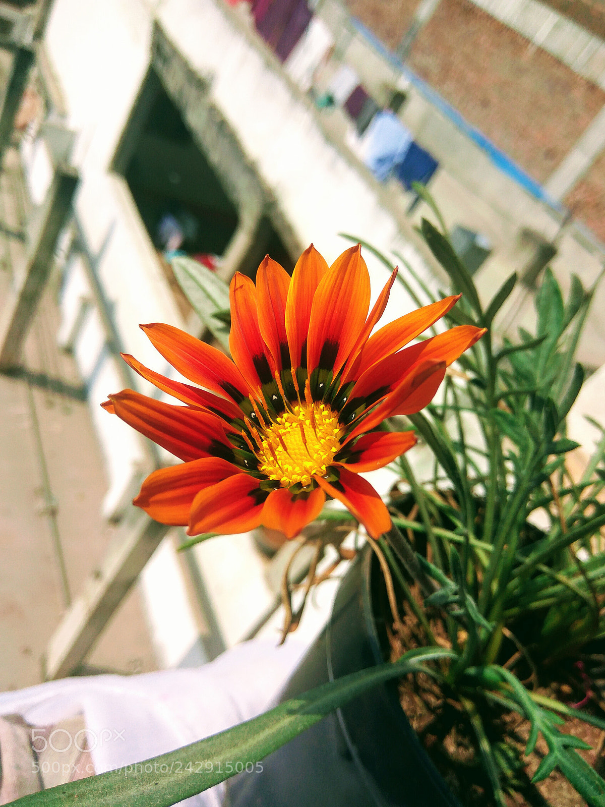 Xiaomi Redmi Note3 sample photo. Orange flowers photography