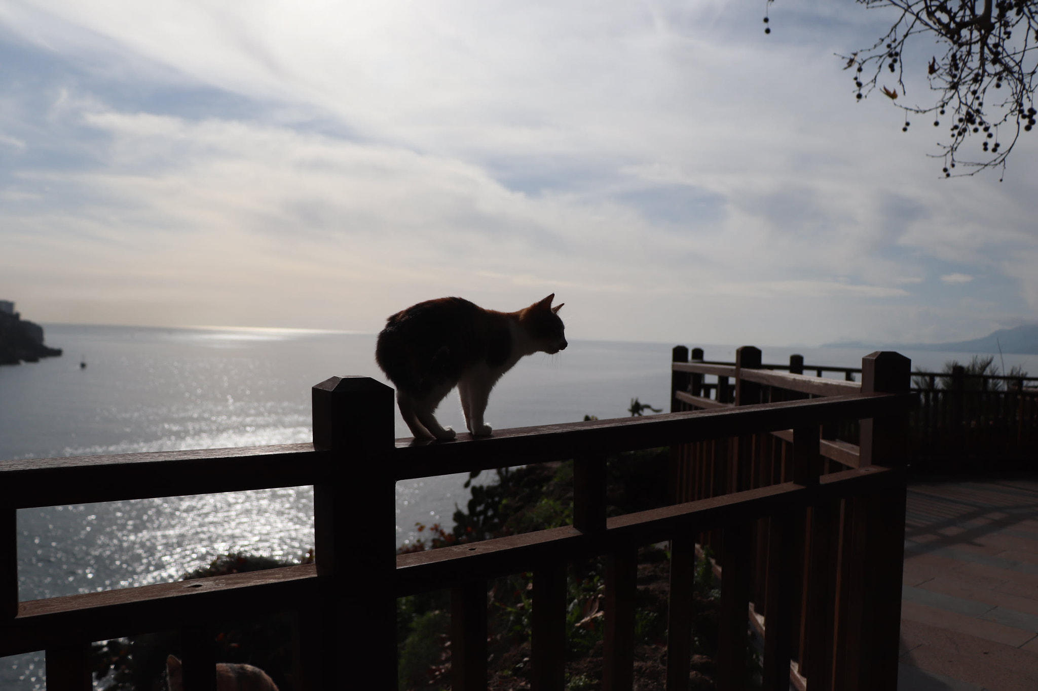 Canon EOS 77D (EOS 9000D / EOS 770D) sample photo