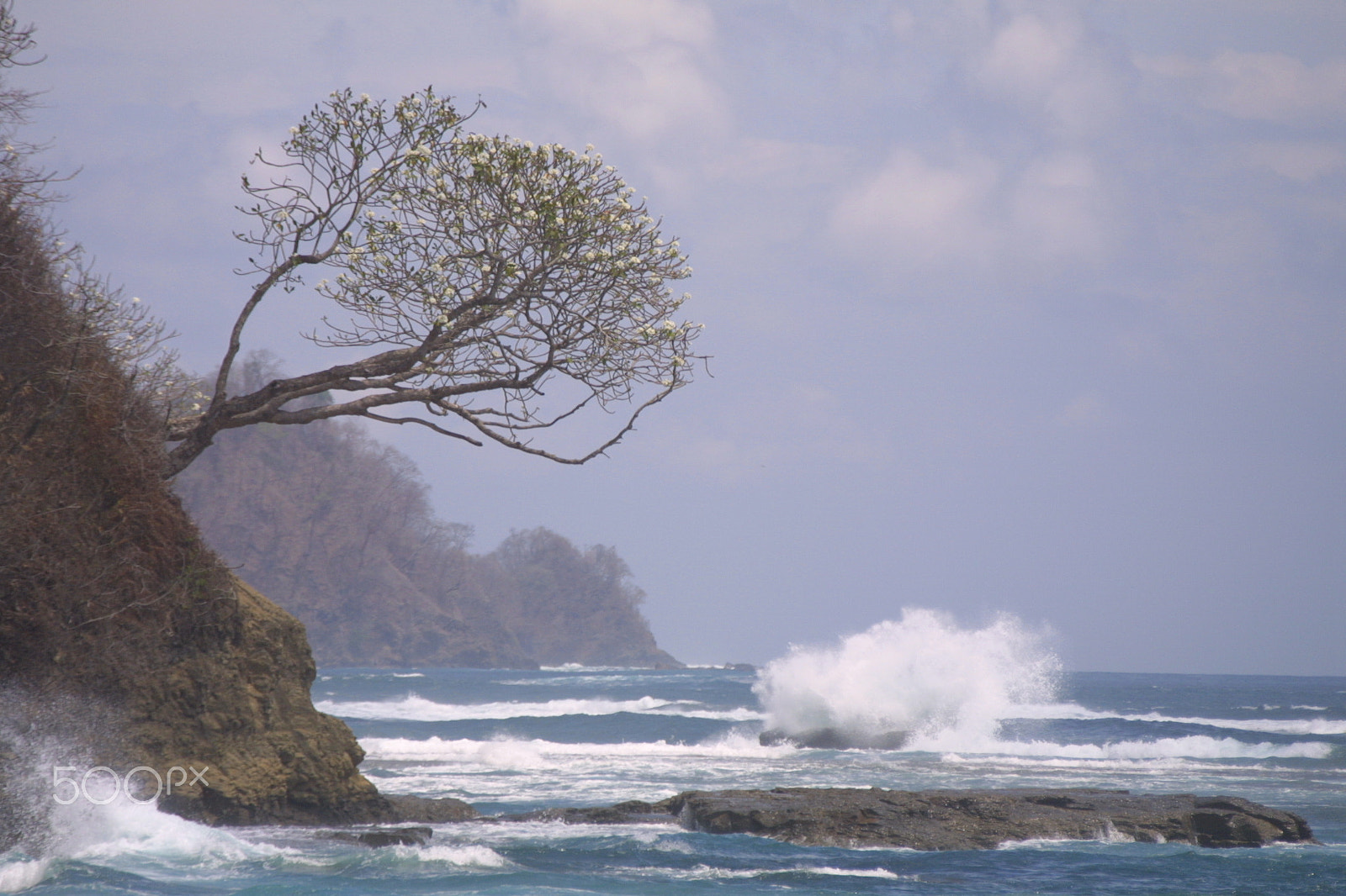 Canon EF 100-300mm f/5.6 sample photo. Tree over the ocean  ( my favorite) photography