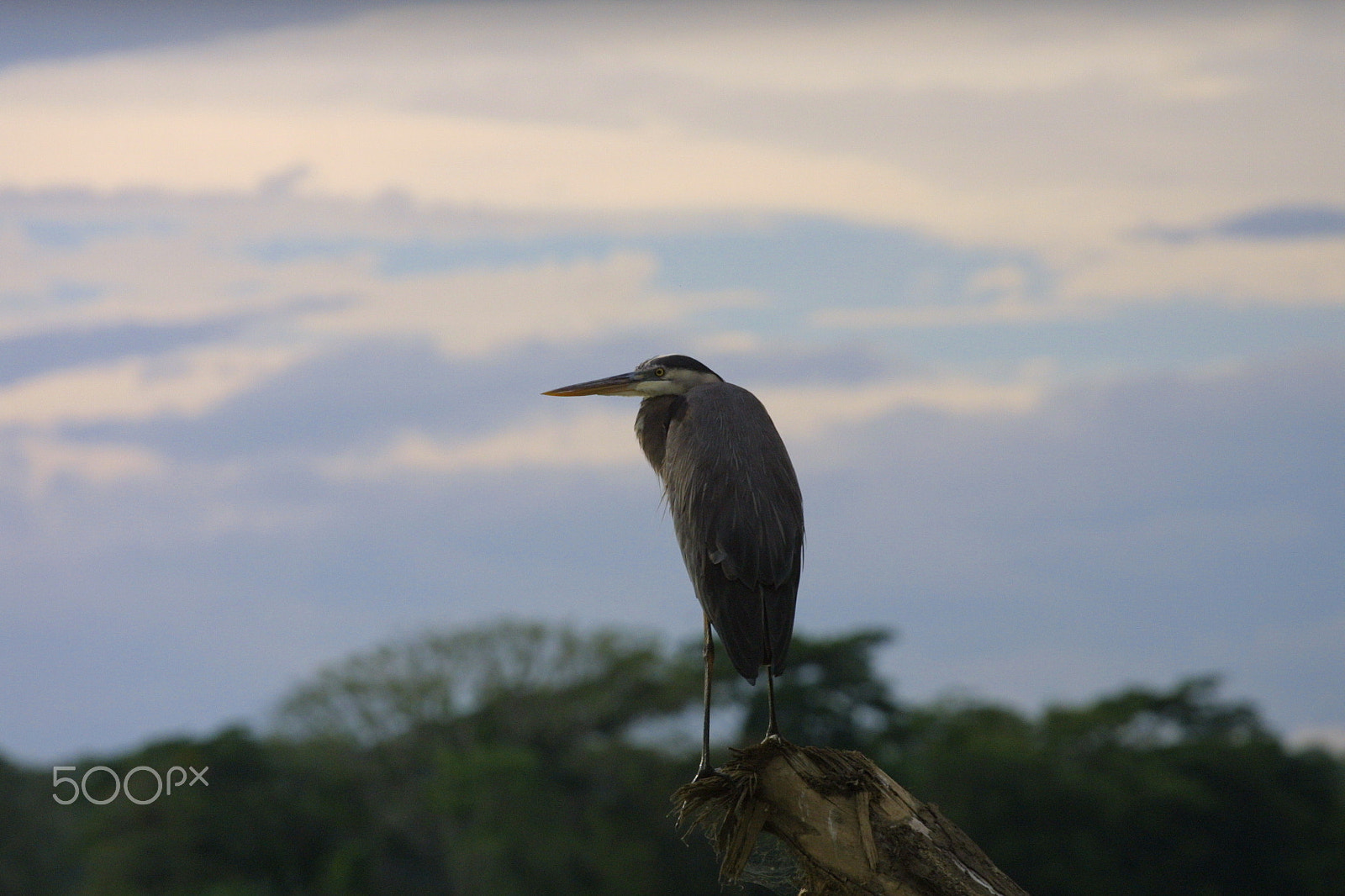 Canon EOS D30 sample photo. Tropical bird on a stump photography