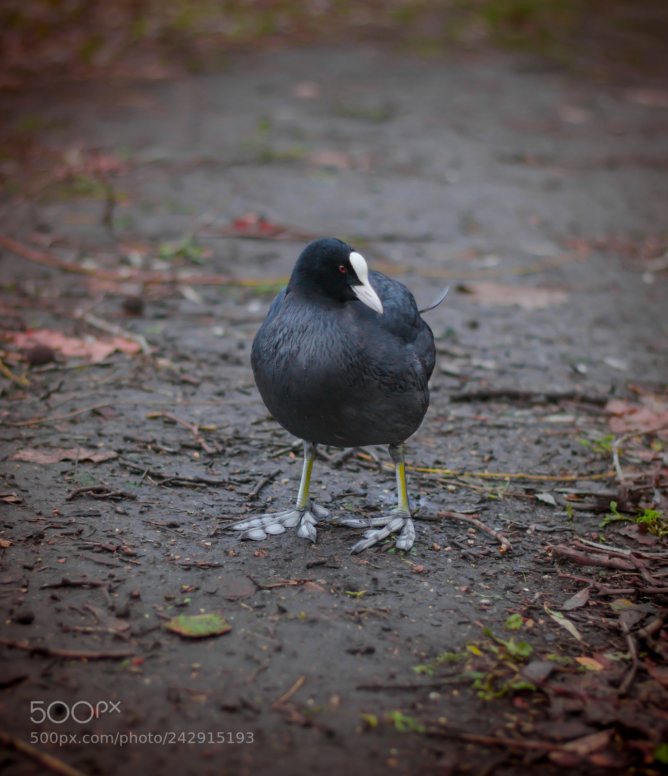 Nikon D3100 sample photo. You're a coot! photography