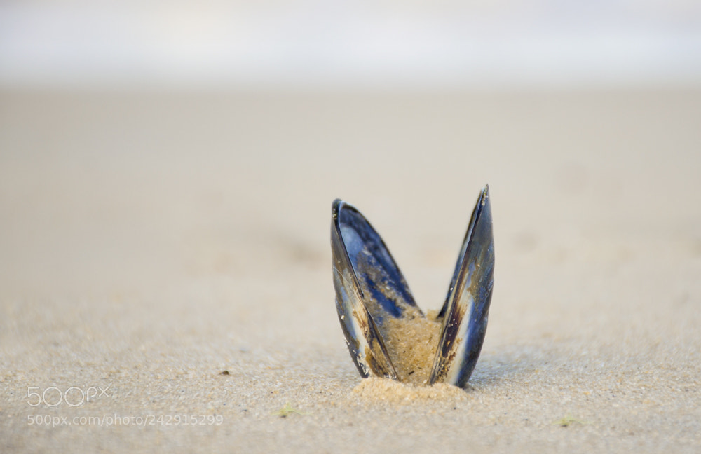 Nikon D3200 sample photo. Shell photography