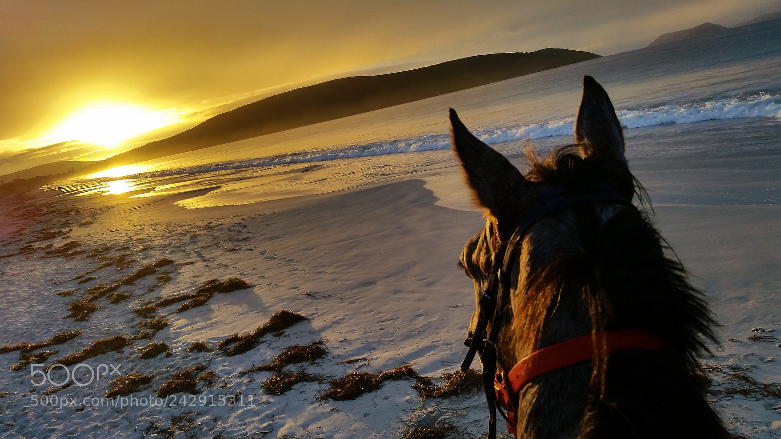 Samsung Galaxy S5 sample photo. Sunrise on horseback photography